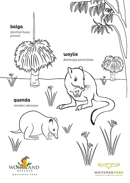 Woodland Reserve colouring - Whiteman Park-THUMB }}