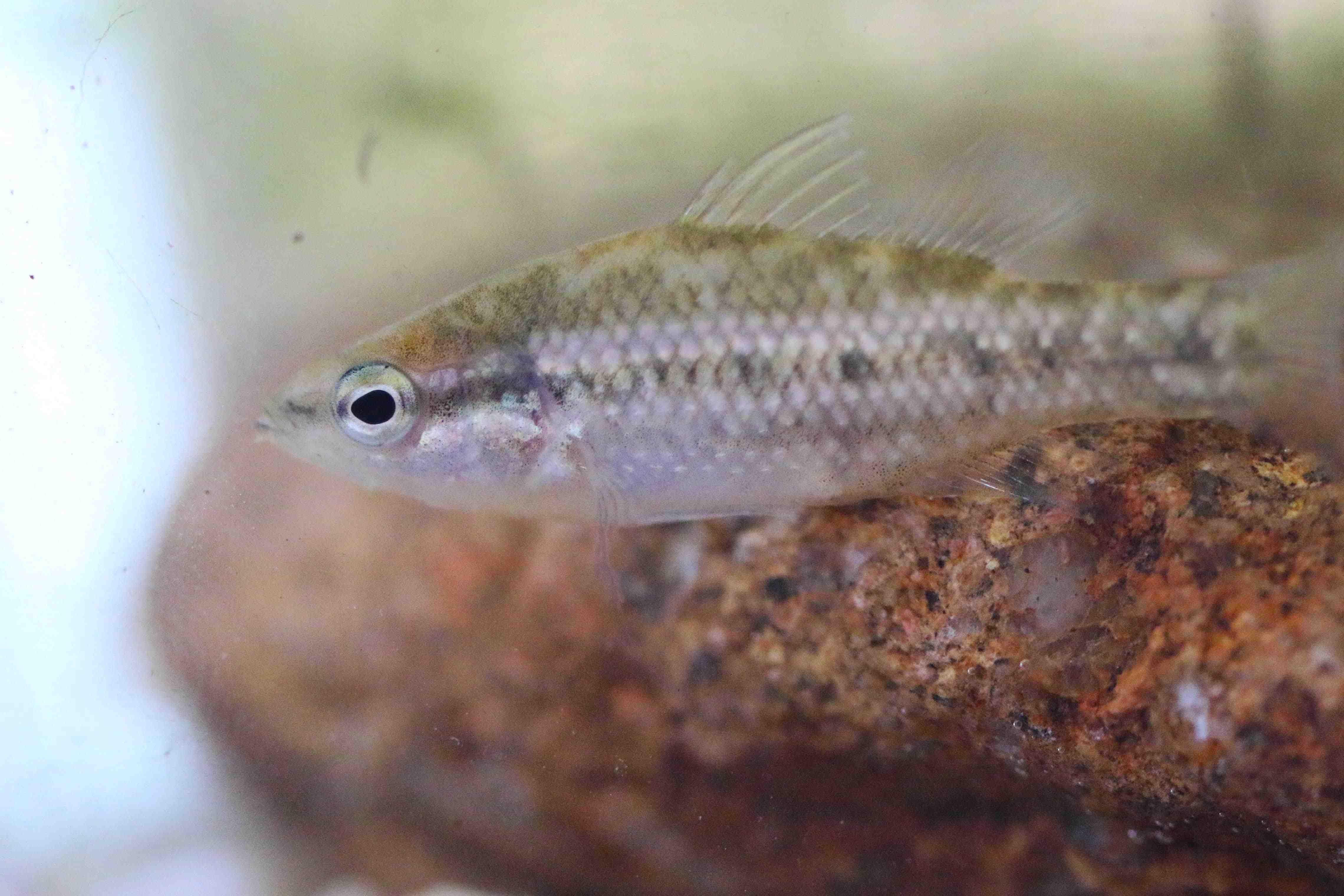 Whiteman Park Fauna Fish pygmy perch 01 WEB }}