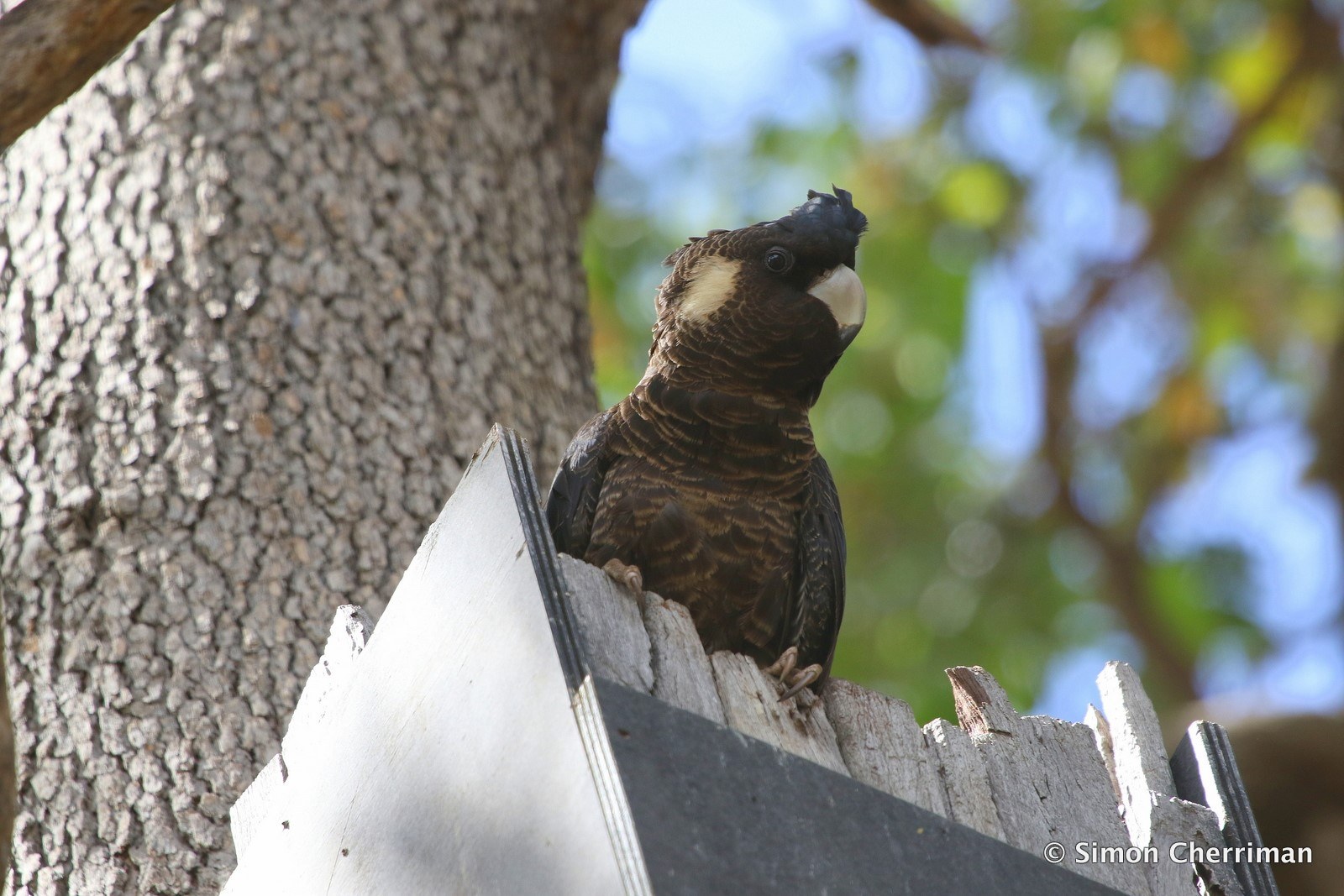 Carnabys Bunurus mum photo courtesy of Simon Cherriman }}