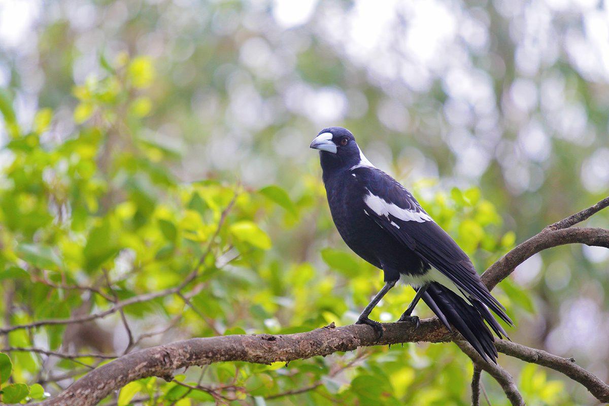 Fauna Aves Australian magpie Gymnorhina tibicen 1200x800 WEB }}