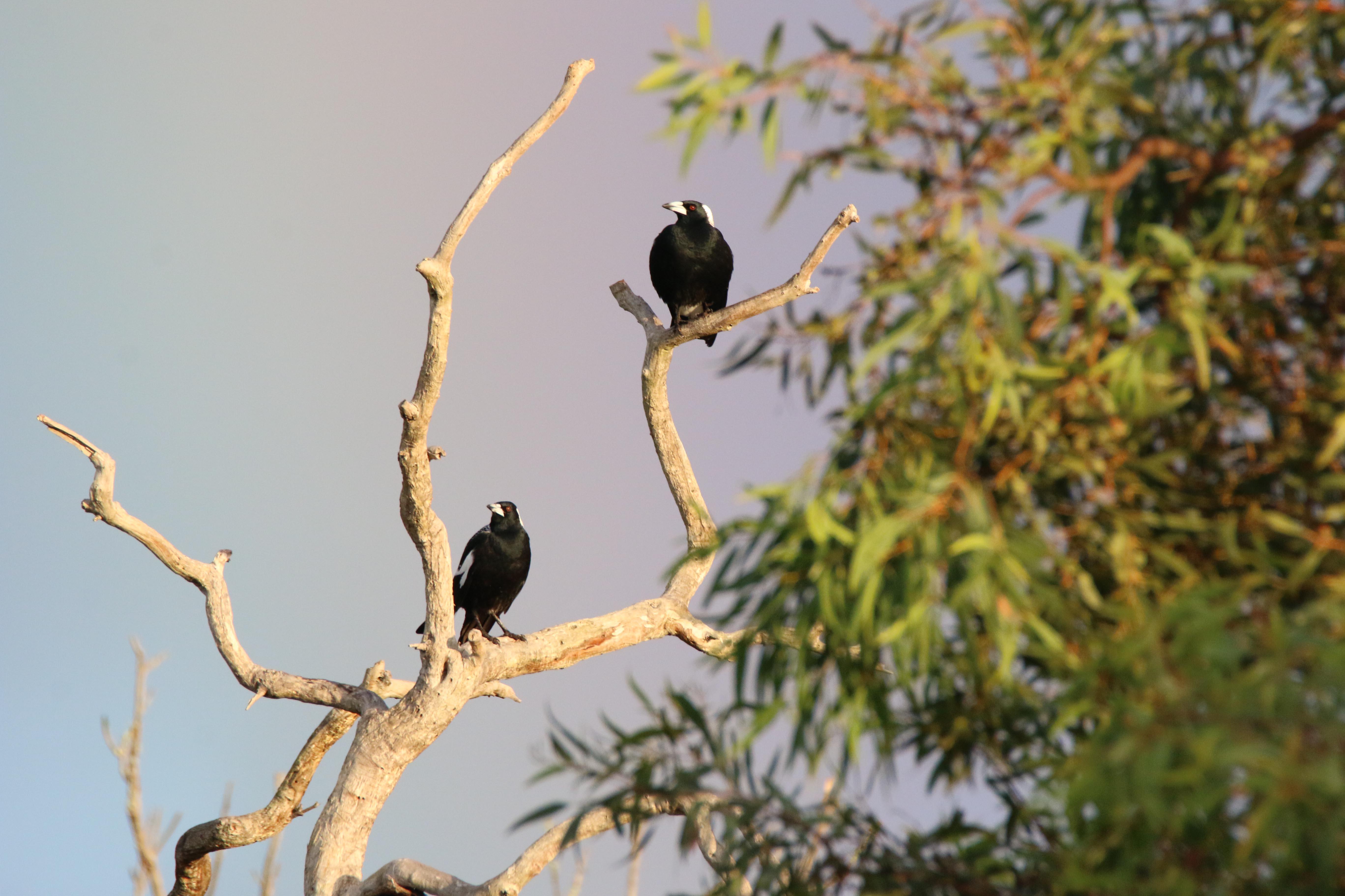 Fauna Aves Australian magpie Gymnorhina tibicen in flight WEB }}