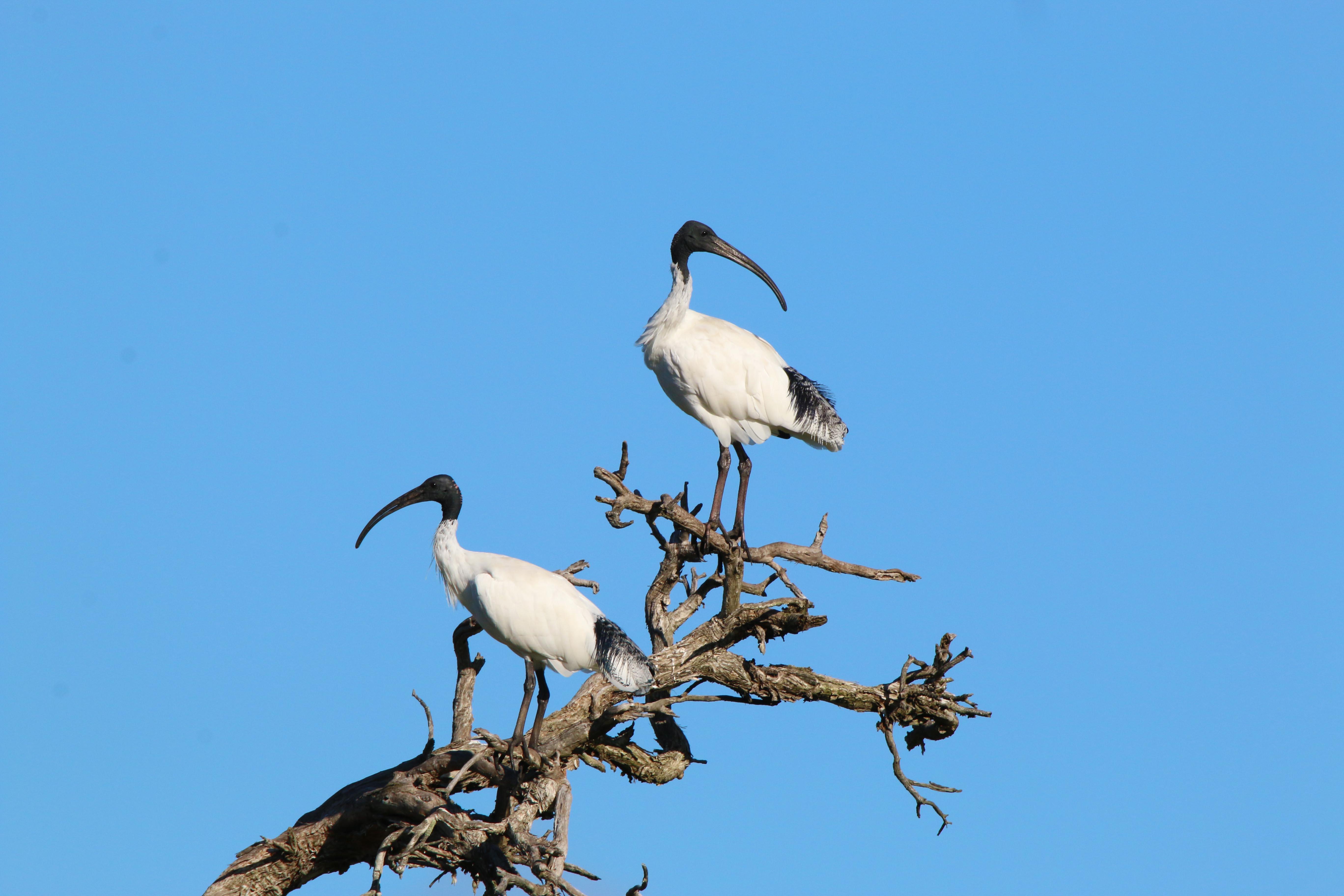Fauna Aves Australian white ibis Threskiornis moluccus pair 01 WEB }}