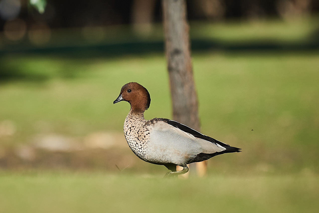 Fauna Aves Australian wood duck Chenonetta jubata male 01 WEB }}