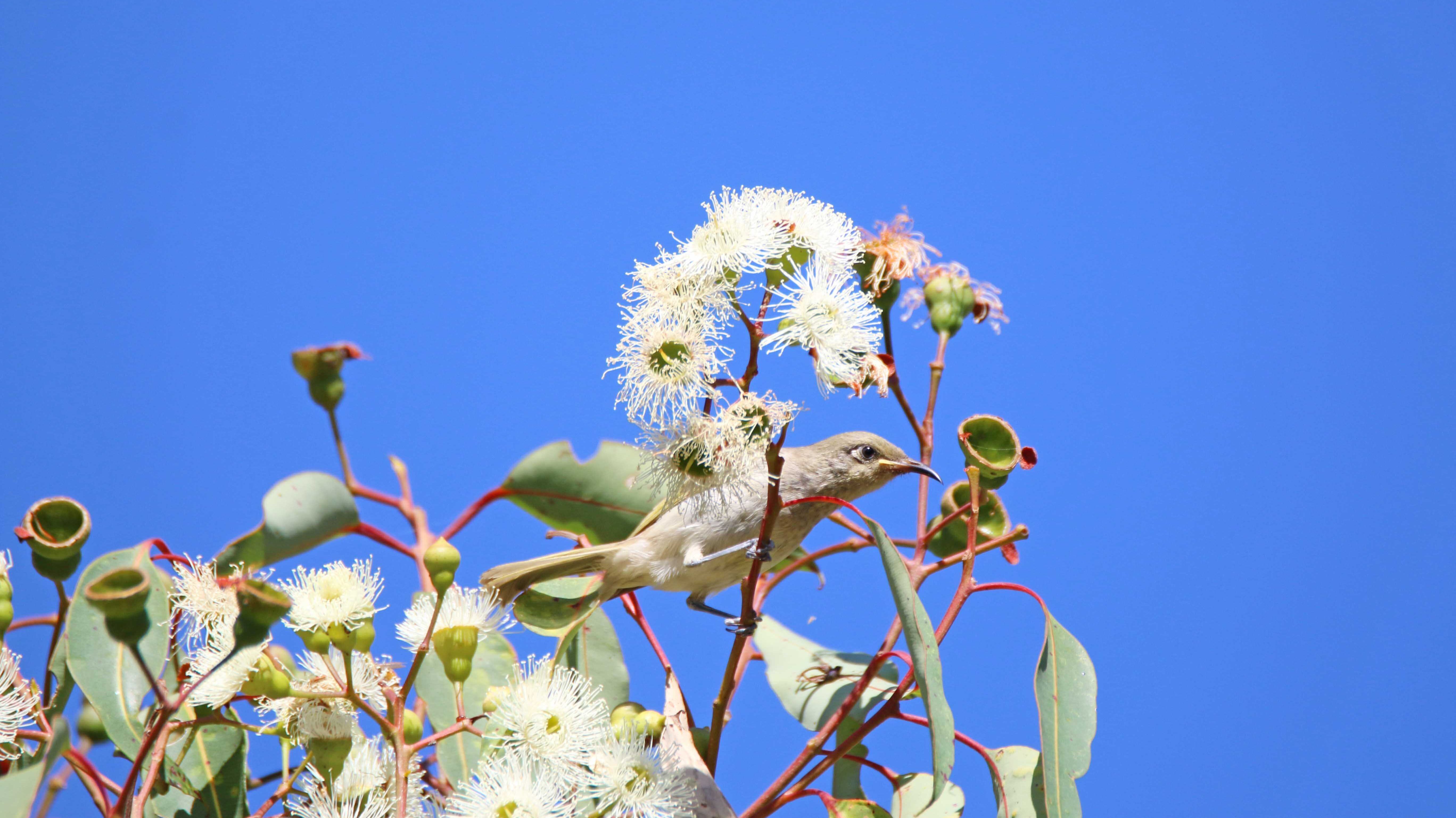Fauna Aves Brown honeyeater Lichmera indistincta 02 WEB }}