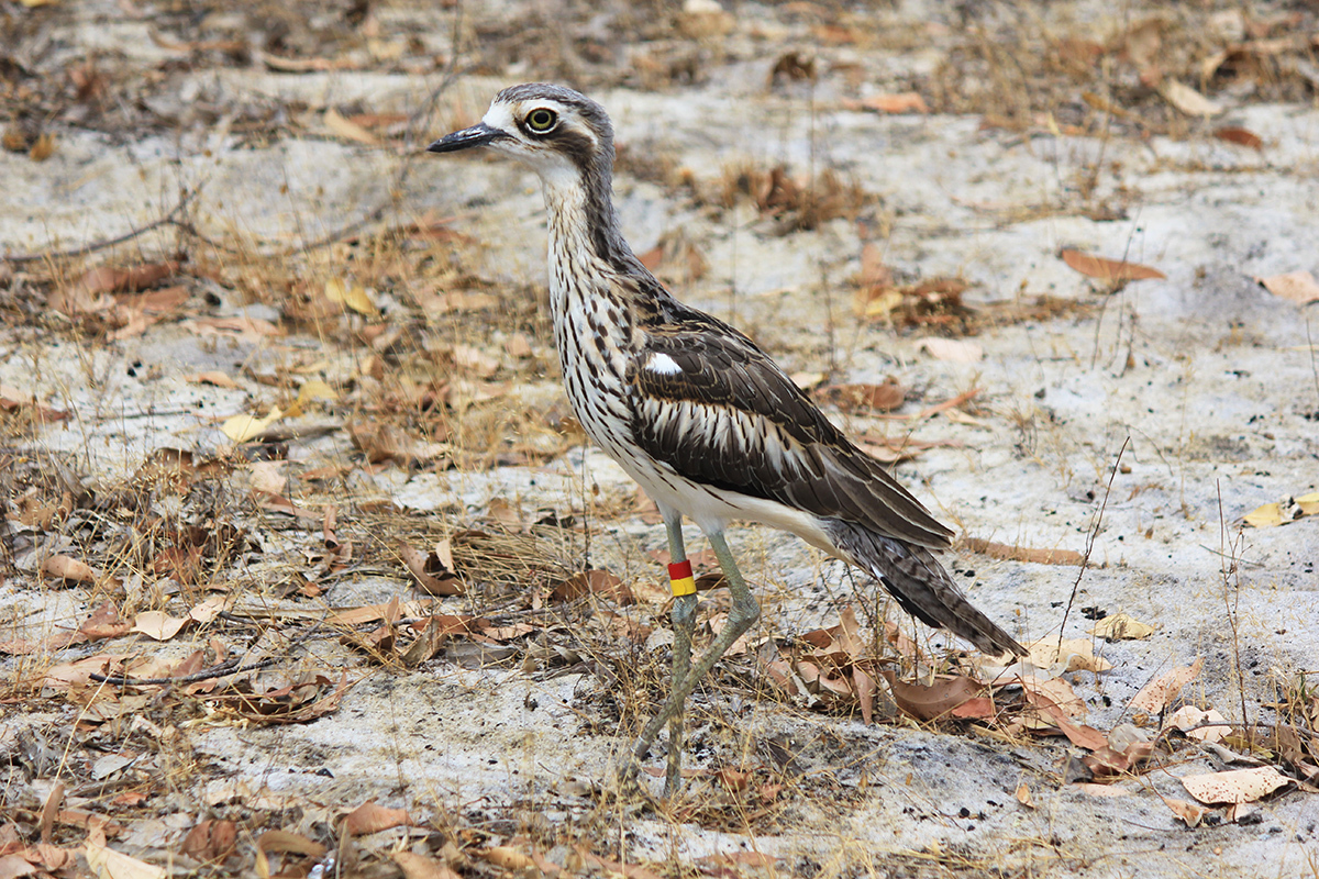 Fauna Aves Bush stone curlew Burhinus grallarius 1200x800 WEB }}