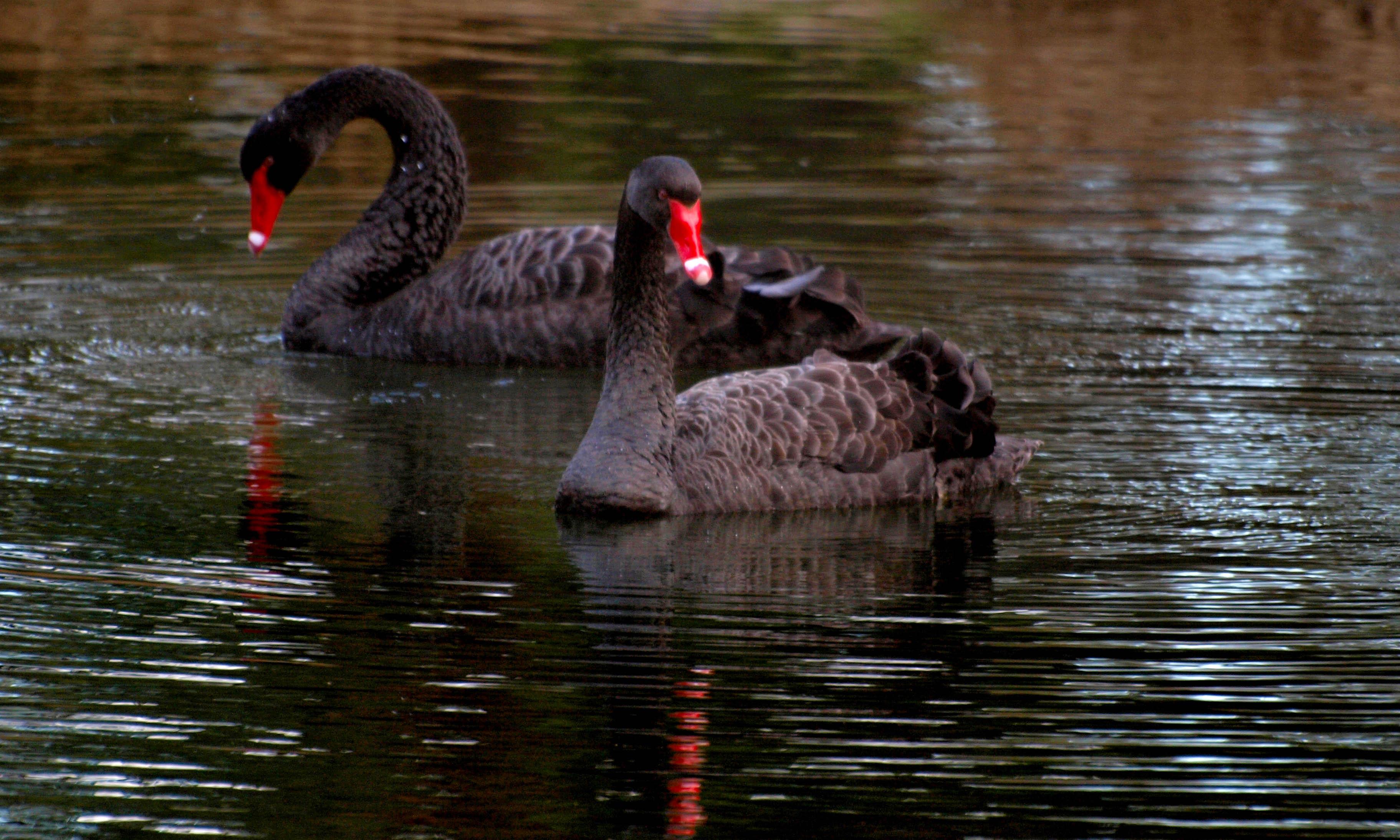 Fauna Black swan Cygnus atratus pair of swans 01 WEB }}