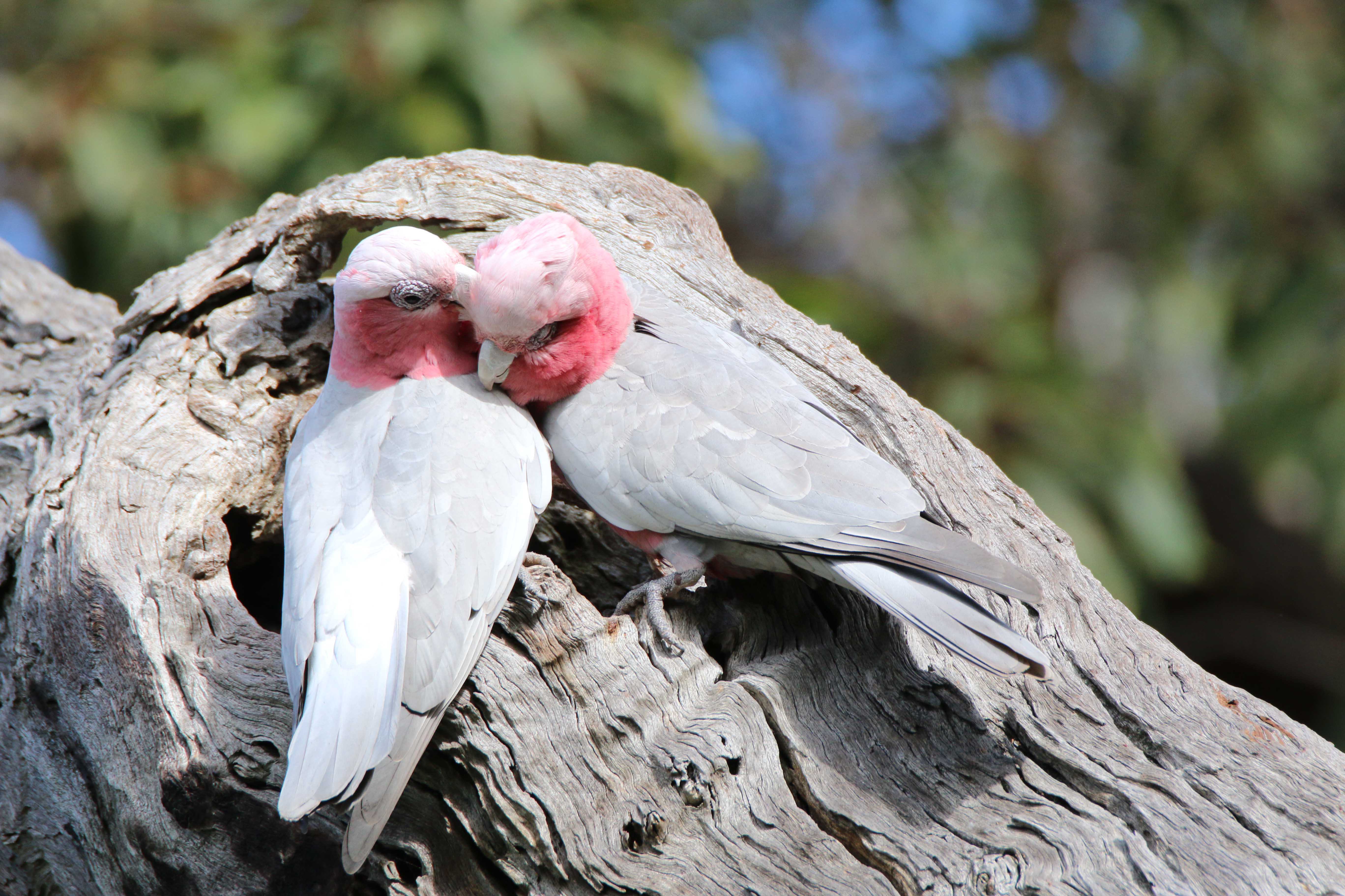 Fauna Pink and grey galah pair WEB }}