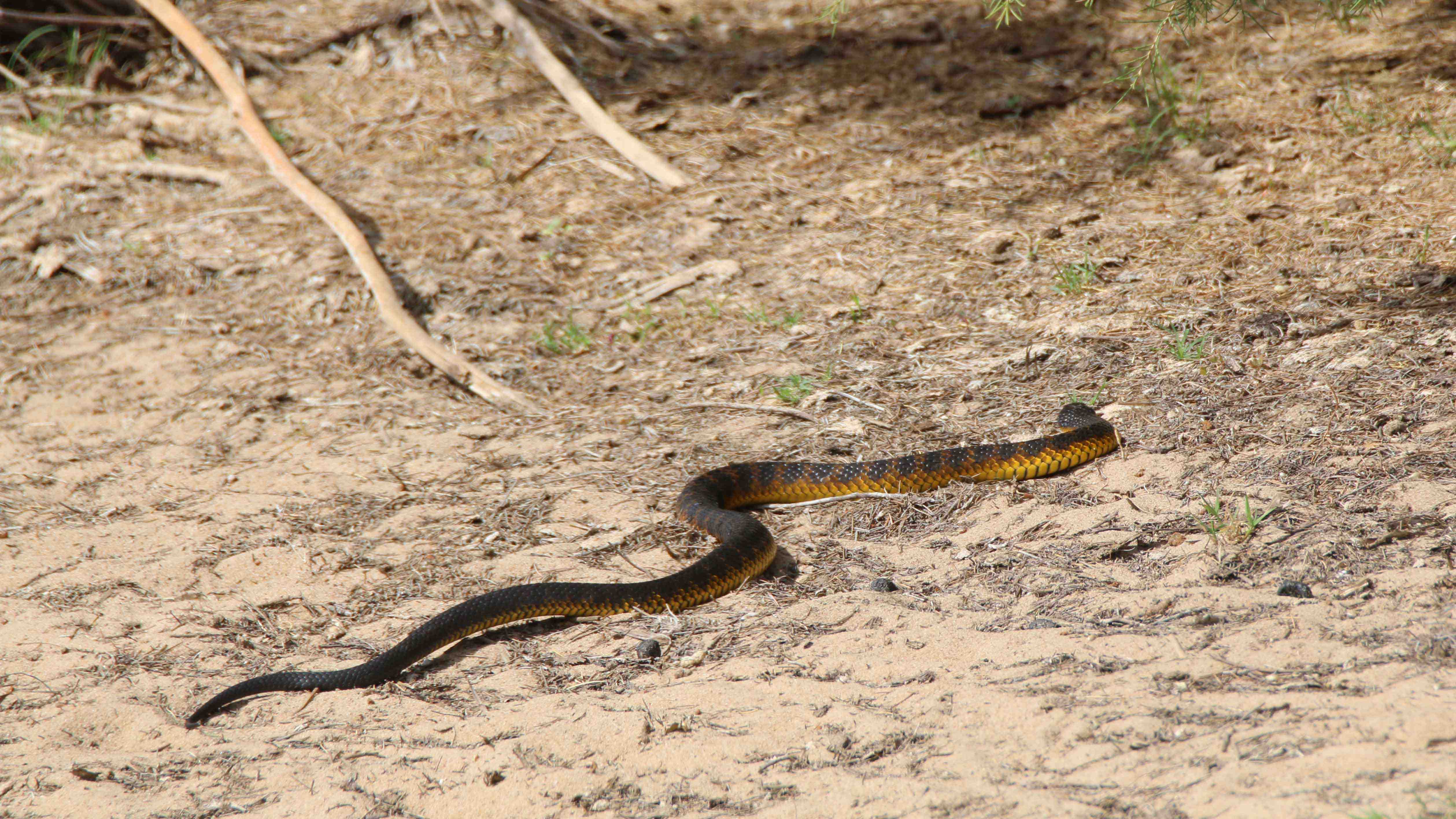Fauna Reptilia Tiger snake Notechis scutatus 01 WEB }}
