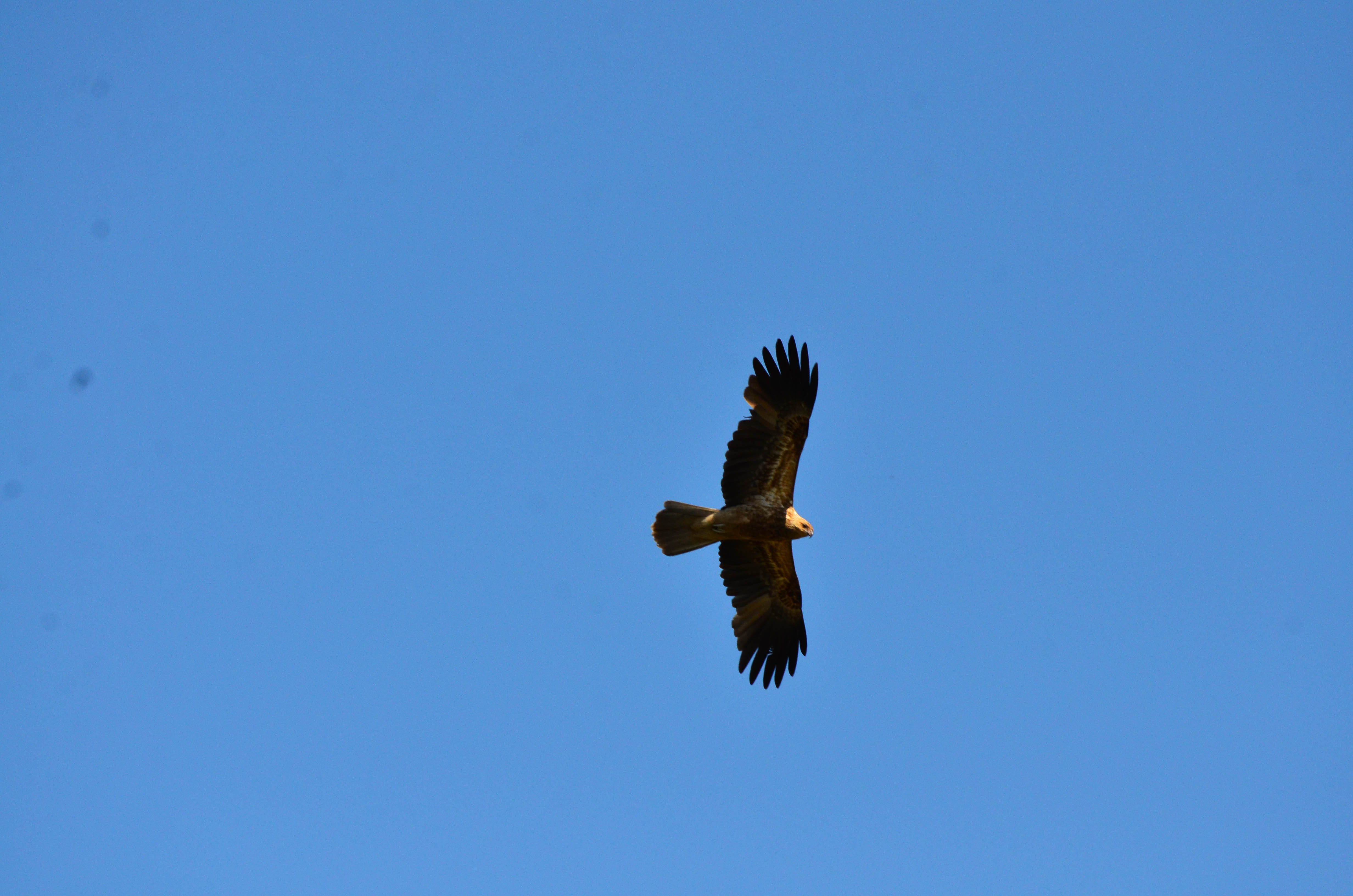 Haliastur sphenurus Whistling kite photo by Peter Melling WEB }}
