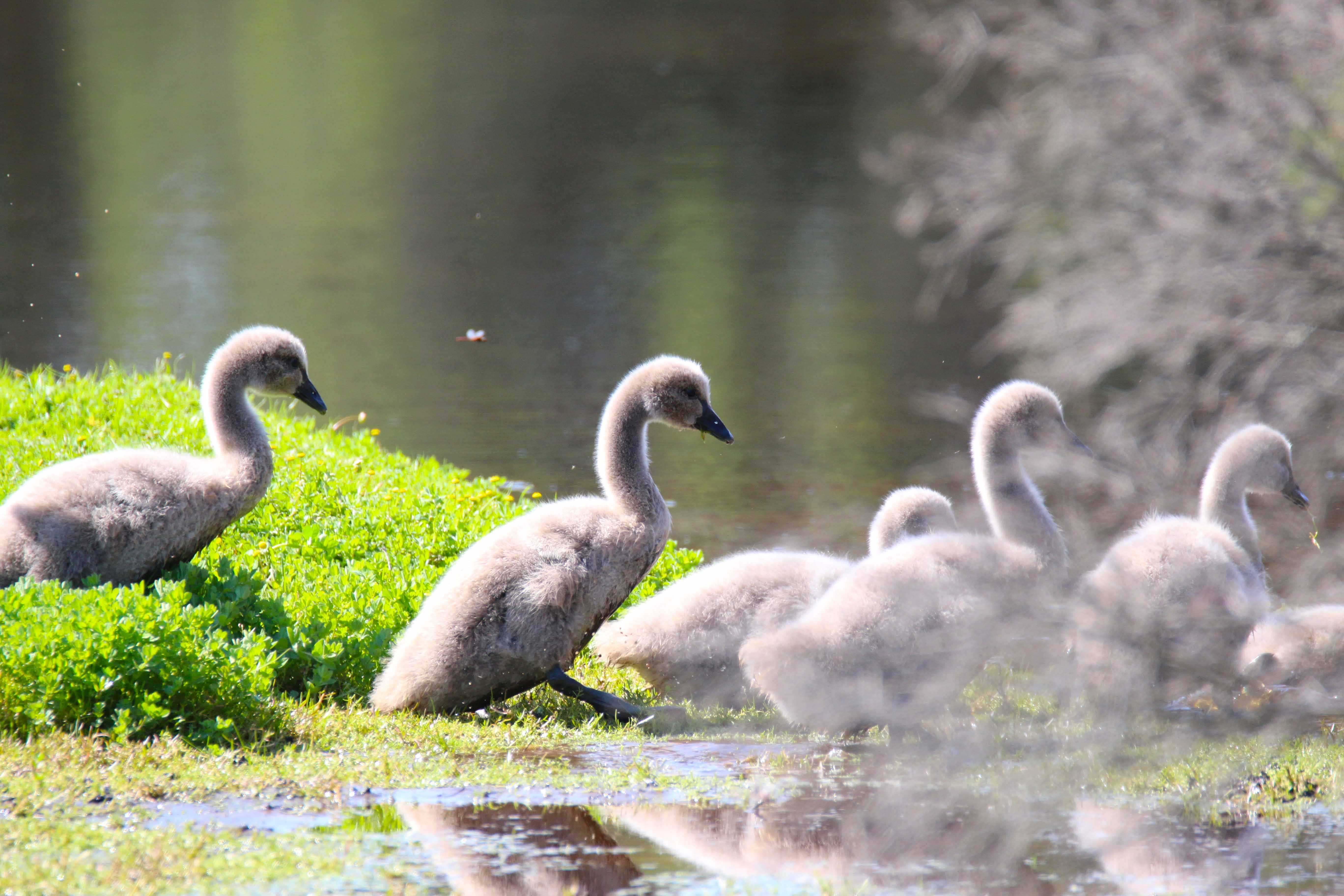 Horse Swamp Whiteman Park black swan cygnets diving in }}