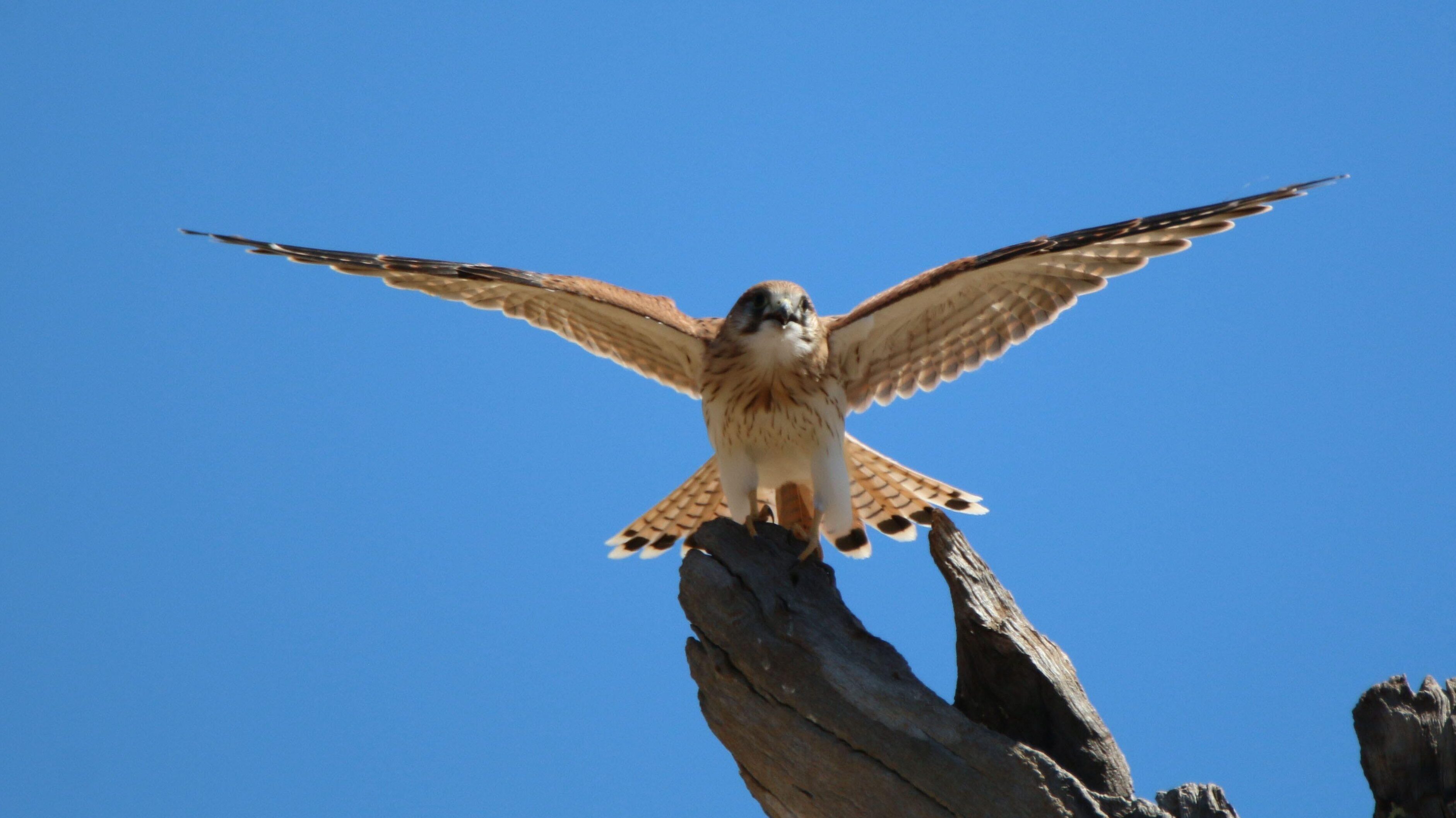 Nankeen kestrel Falco cenchroides web }}