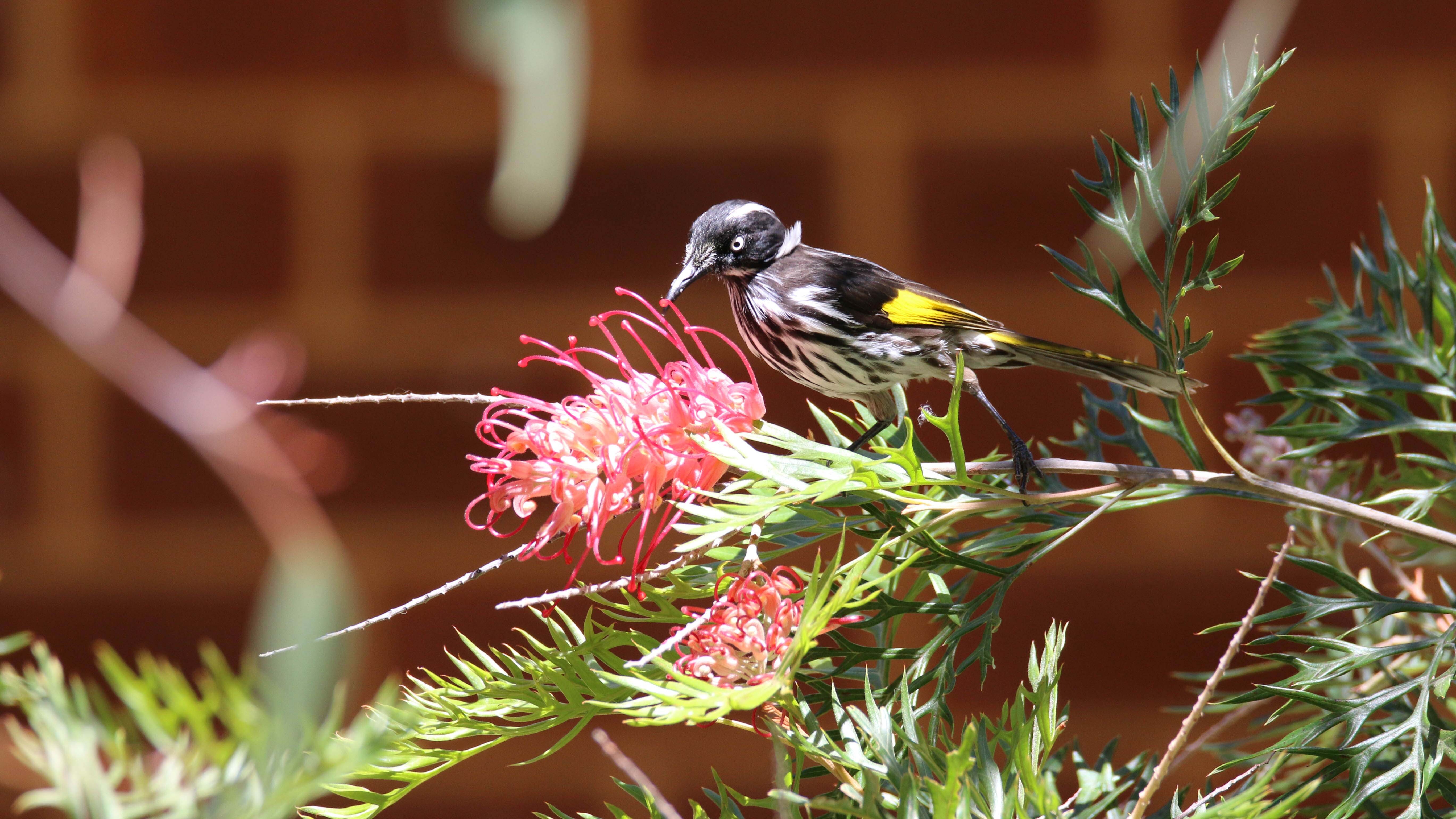 New Holland honeyeater Whiteman Park Fauna01 WE Bsml }}