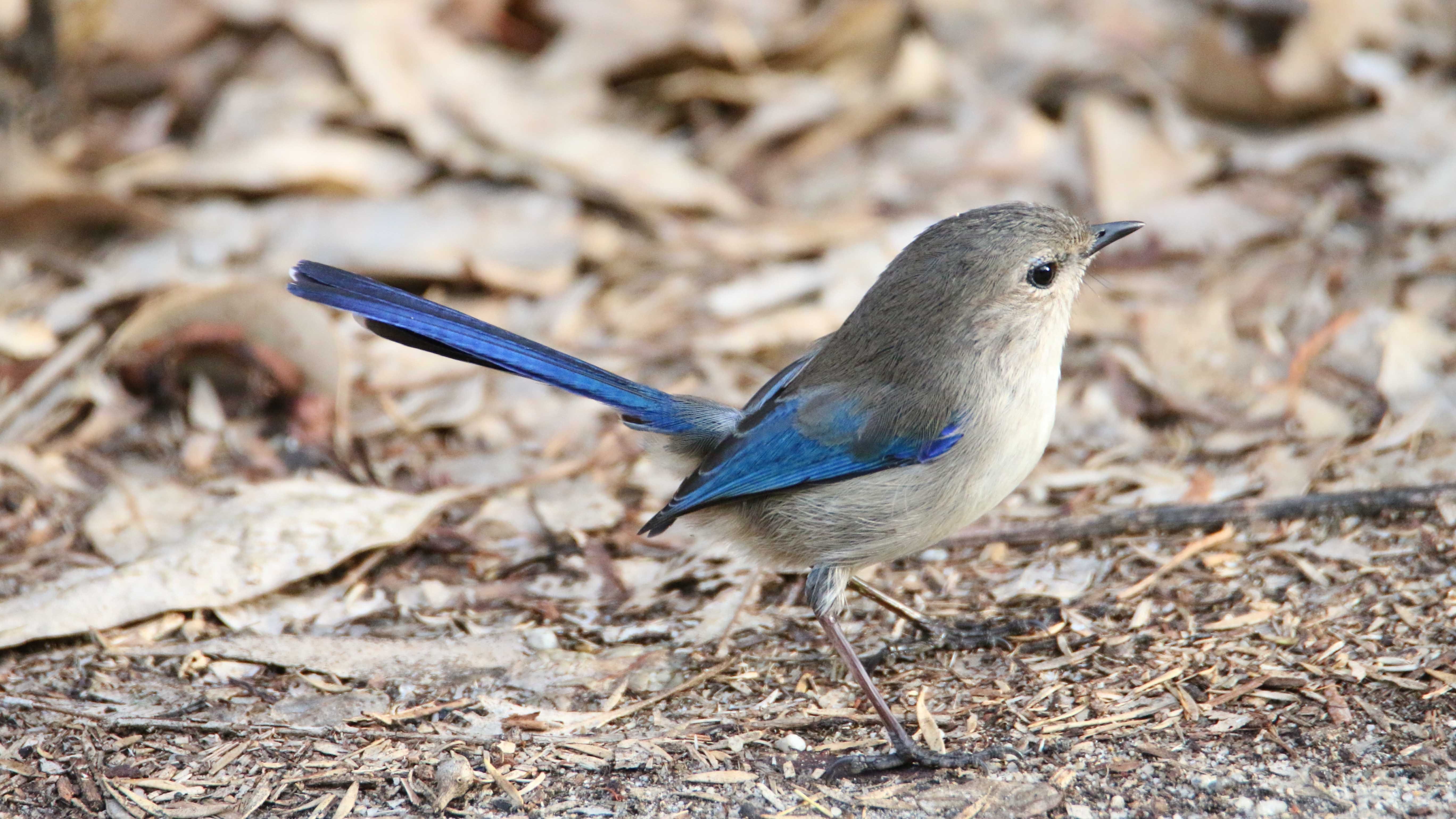 Splendid fairy wren Malarus splendens Whiteman Park Fauna WEB }}