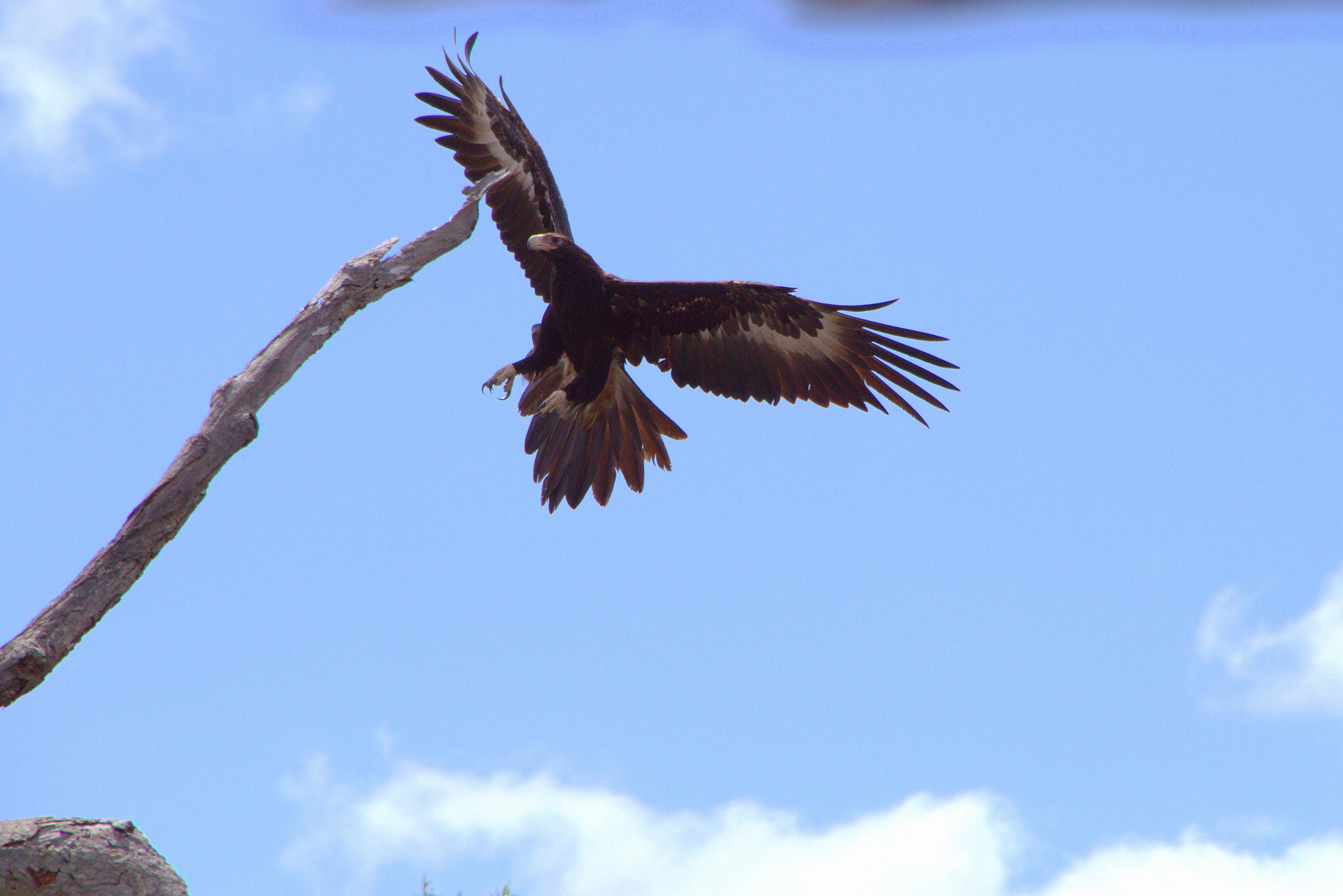 Wedge tailed eagle coming in to land photo by Simon Cherriman }}