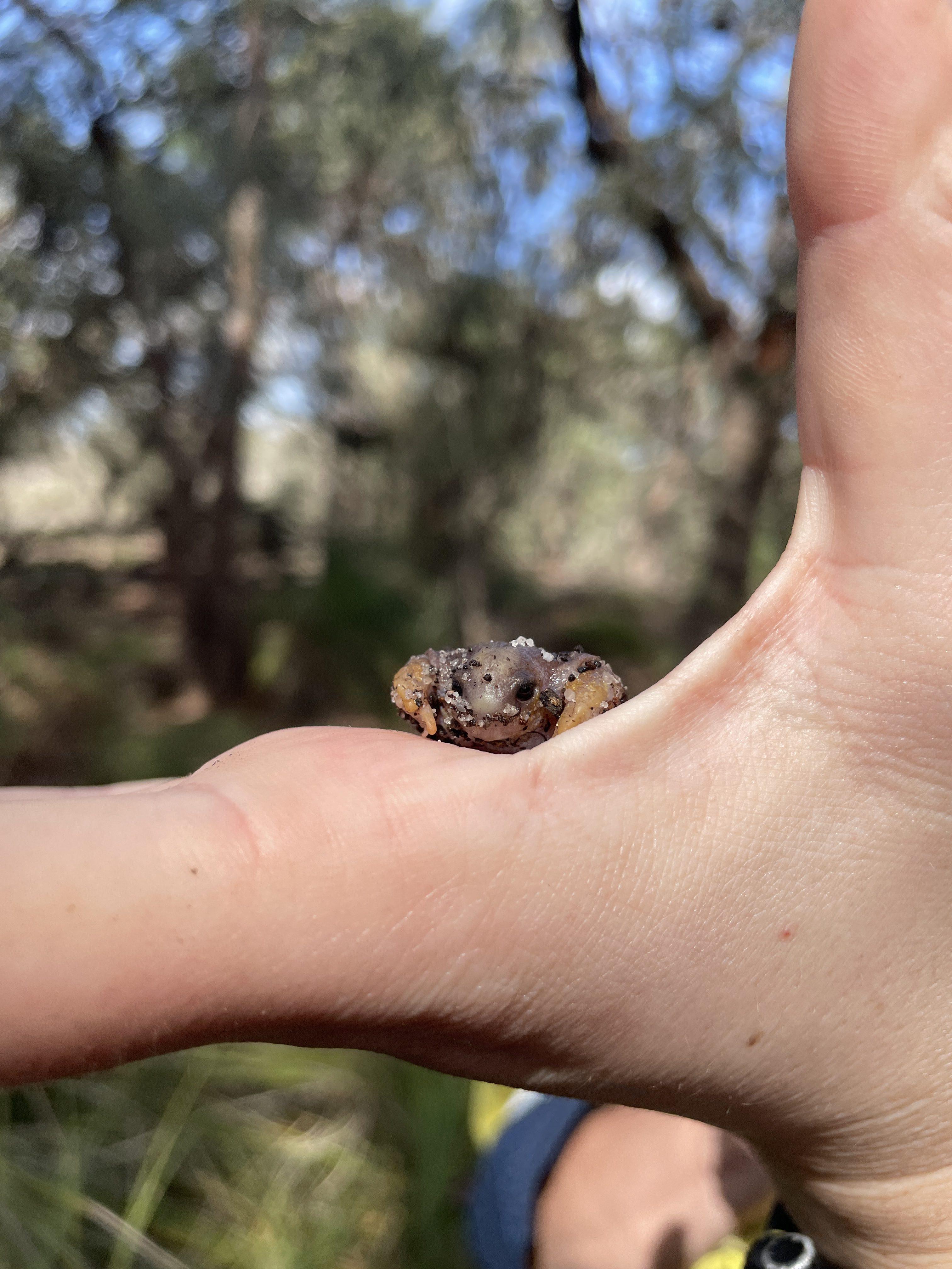 Turtle frog (Myobatrachus gouldii) 01 - Whiteman Park Fauna (Curtin Uni student Ella)_WEB }}