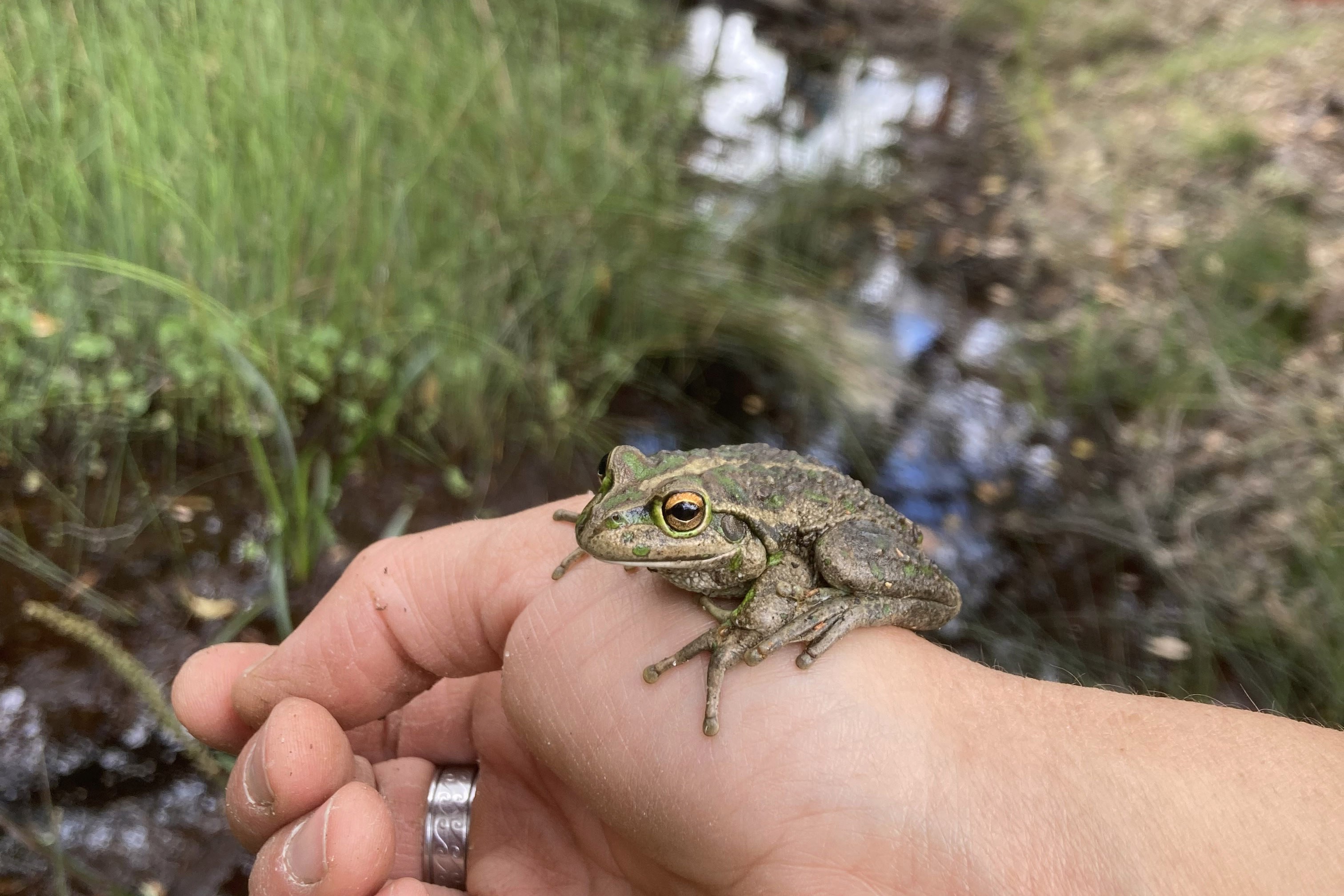 Motorbike frog Litoria moorei Whiteman Park Fauna Frog WEB 03crp }}