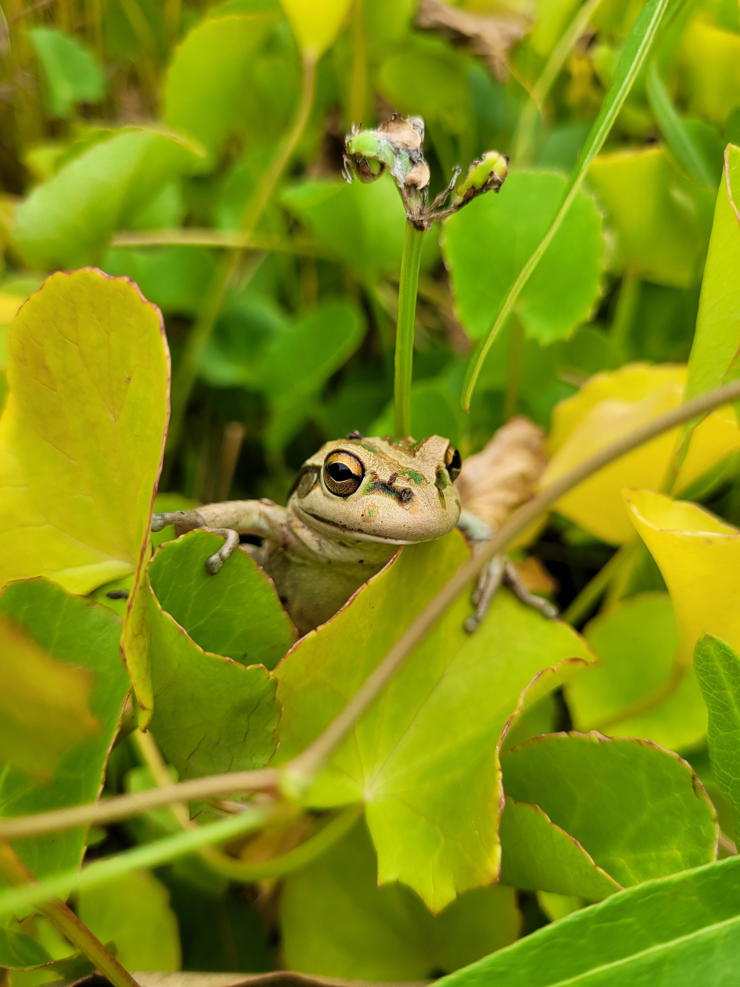 Motorbike frog Litoria moorei Whiteman Park Fauna Frog WEB }}