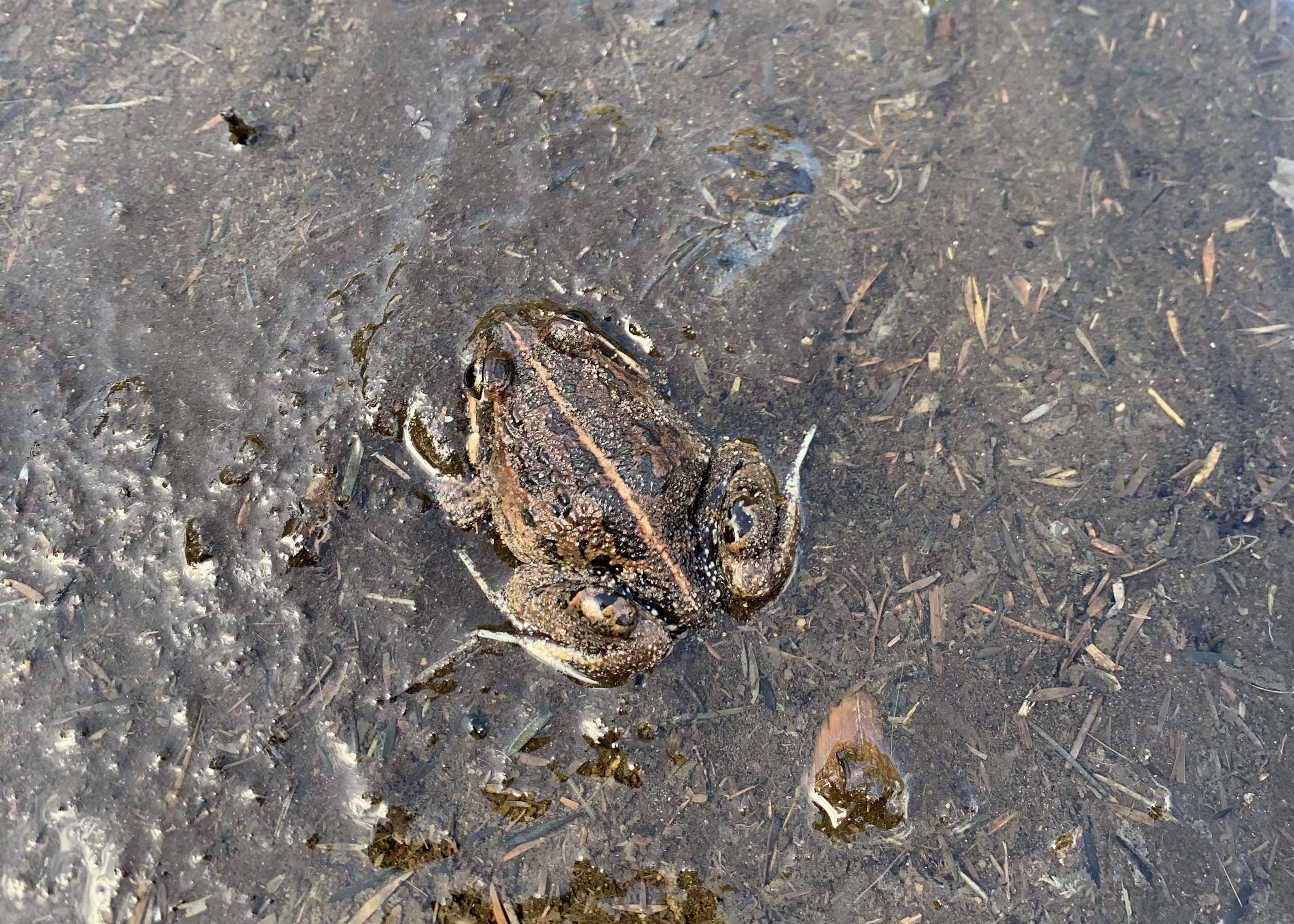 Pobblebonk Western banjo frog Limnodynastes dorsalis Whiteman Park Fauna Frog WEB }}