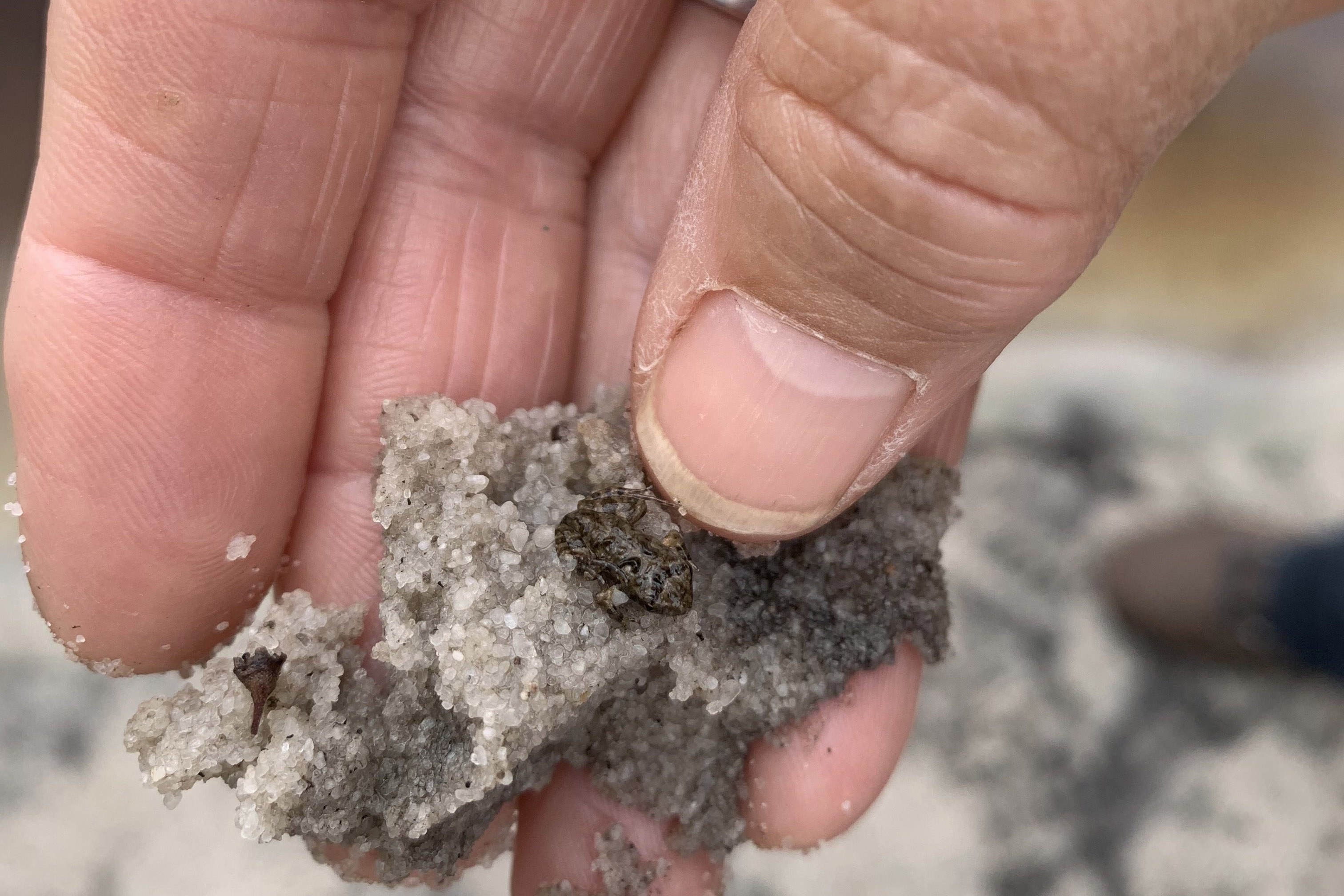 Squelching froglet Crinia insignifera Whiteman Park Fauna Frogs WEB 02 }}