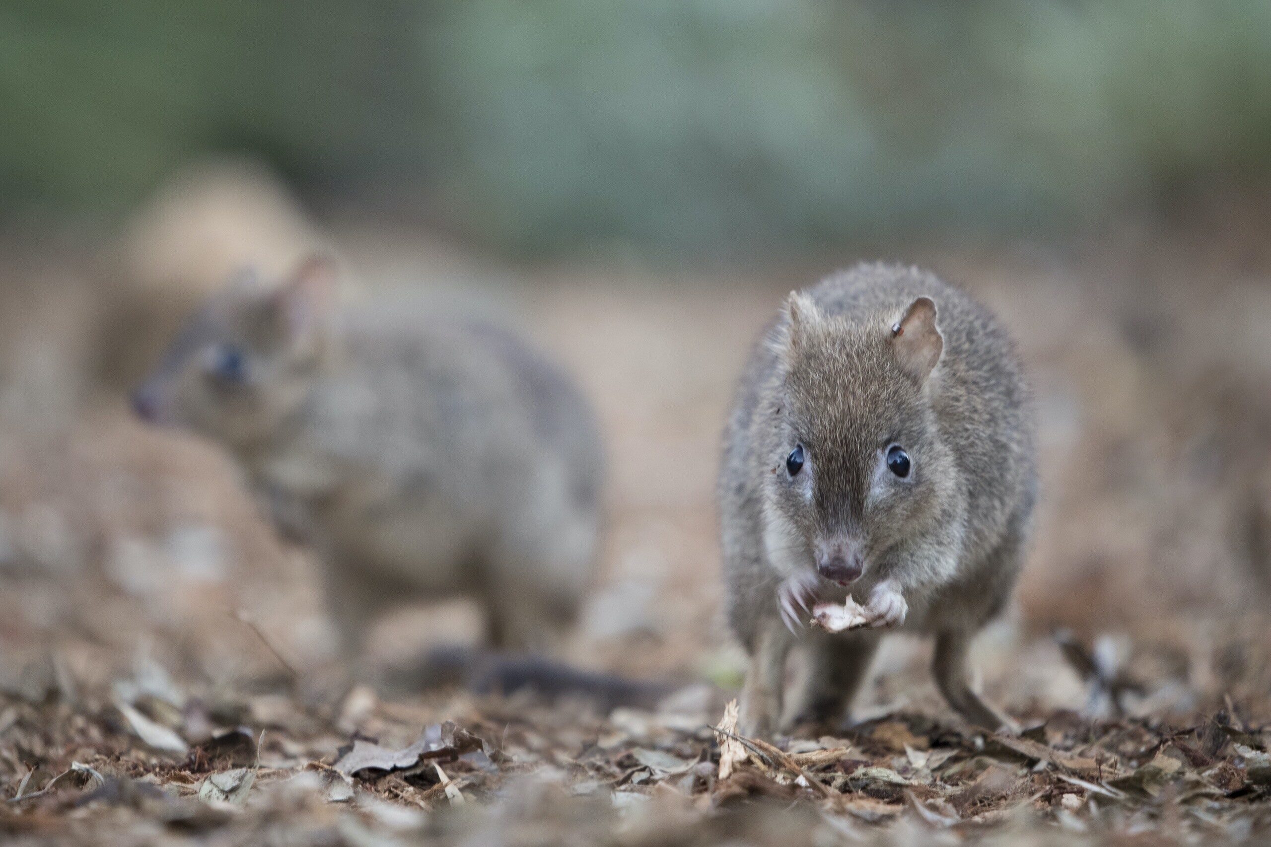 Fauna - Woylies - Woodland Reserve - photo by Houndstooth Studio }}