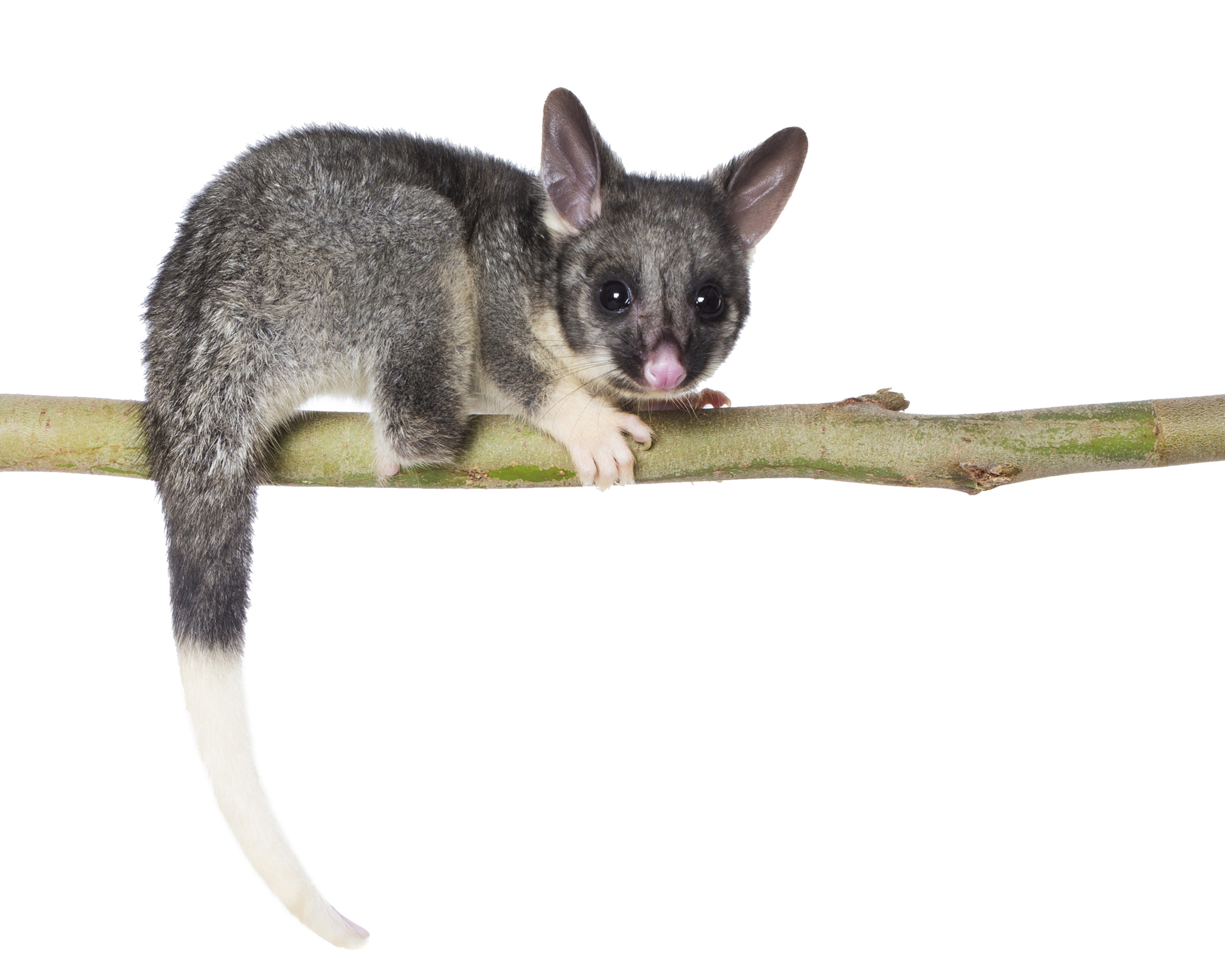 Brush tail possum photo by Houndstooth Studio }}