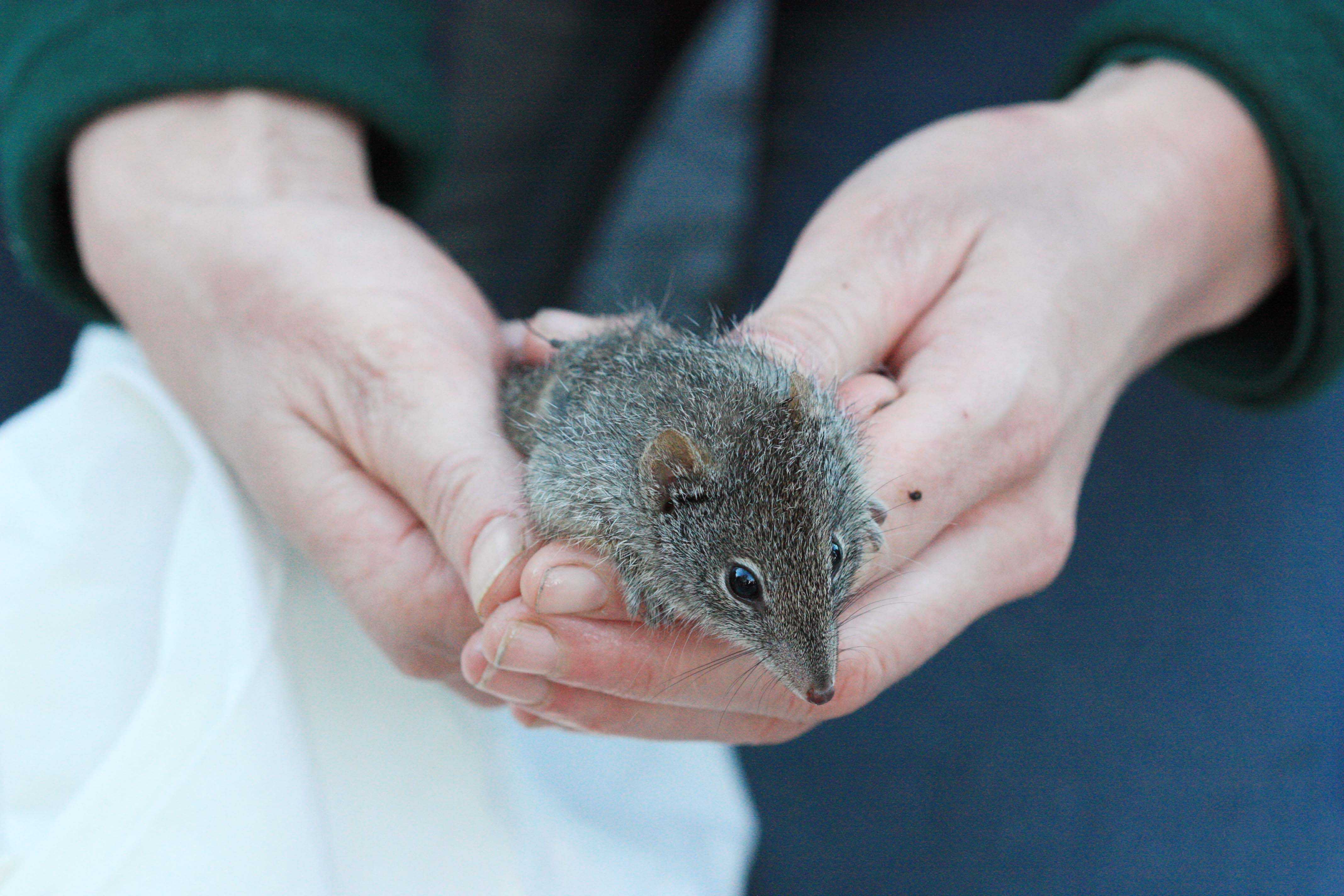 Dibbler 03 prior to release photo courtesy of S Stevenson Whiteman Park WEB }}