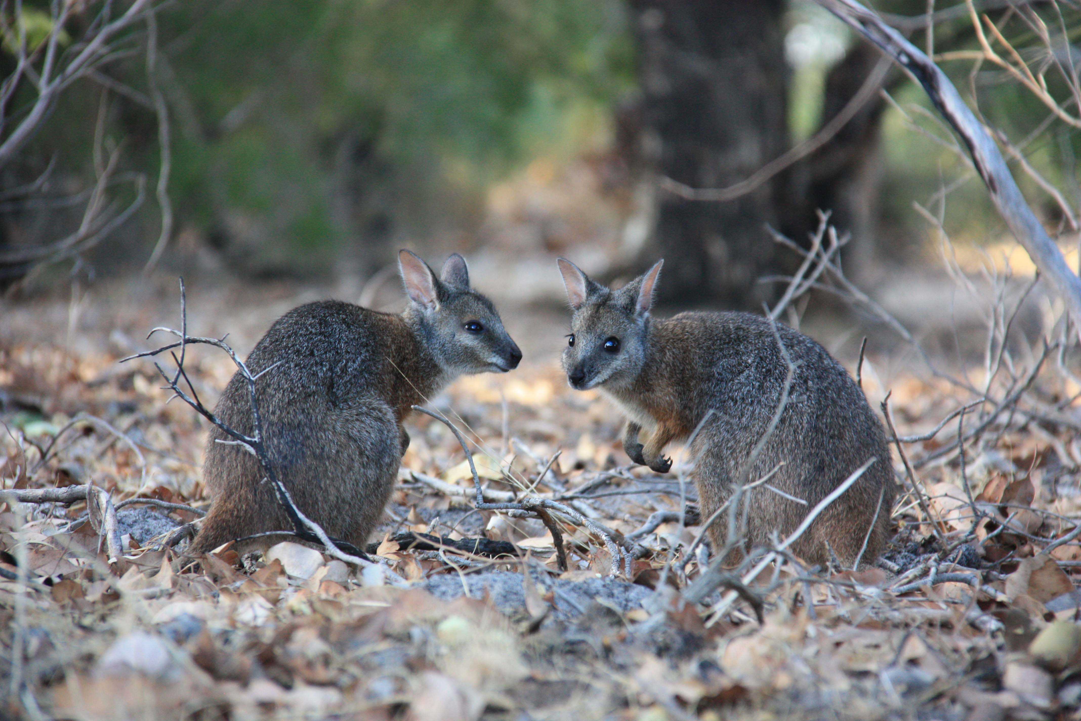 Fauna Mammal Tammar wallaby Macropus eugenii derbianus pair 01 WEB }}