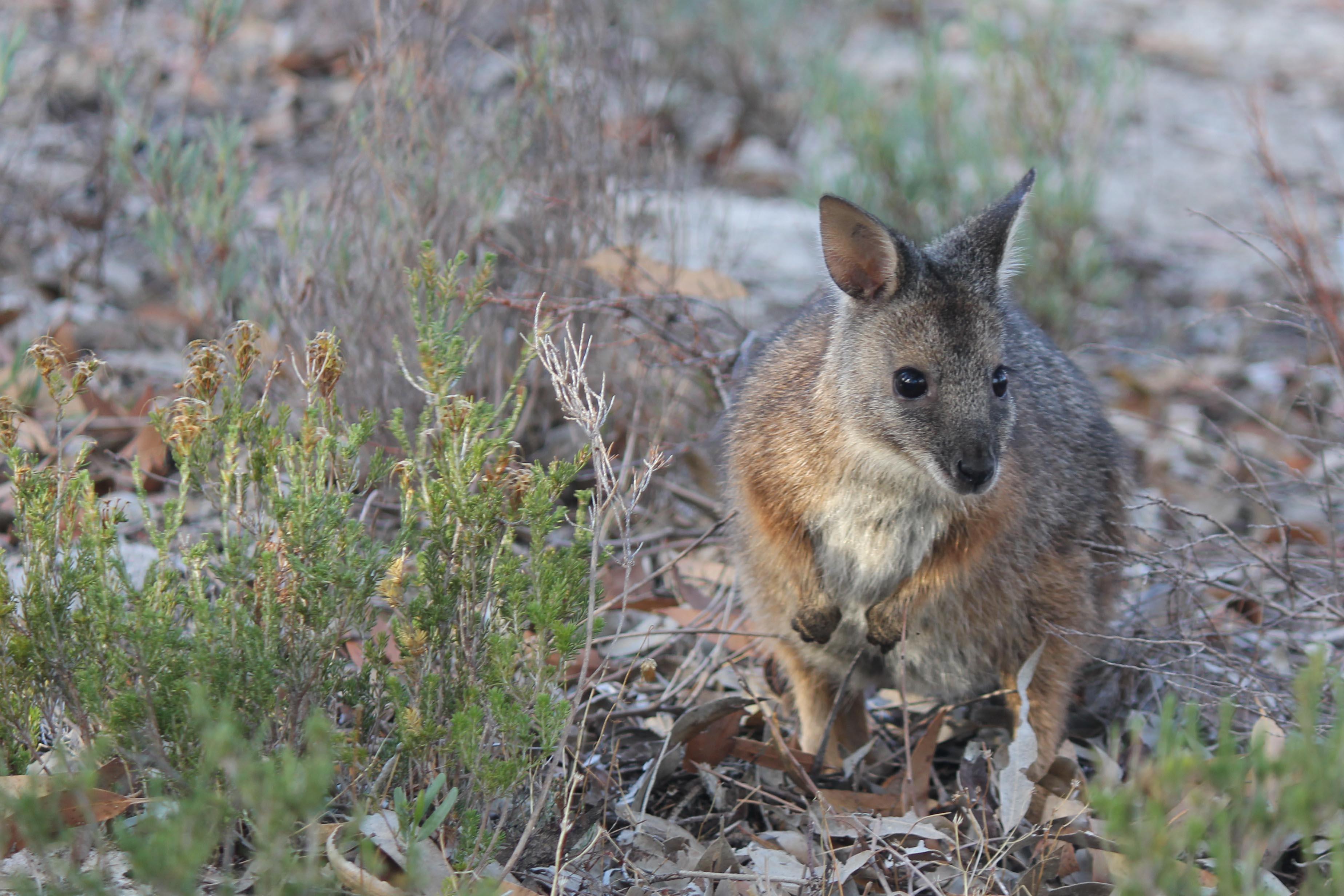 Fauna Mammal Tammar walllaby Macropus eugenii derbianus 01 WEB }}