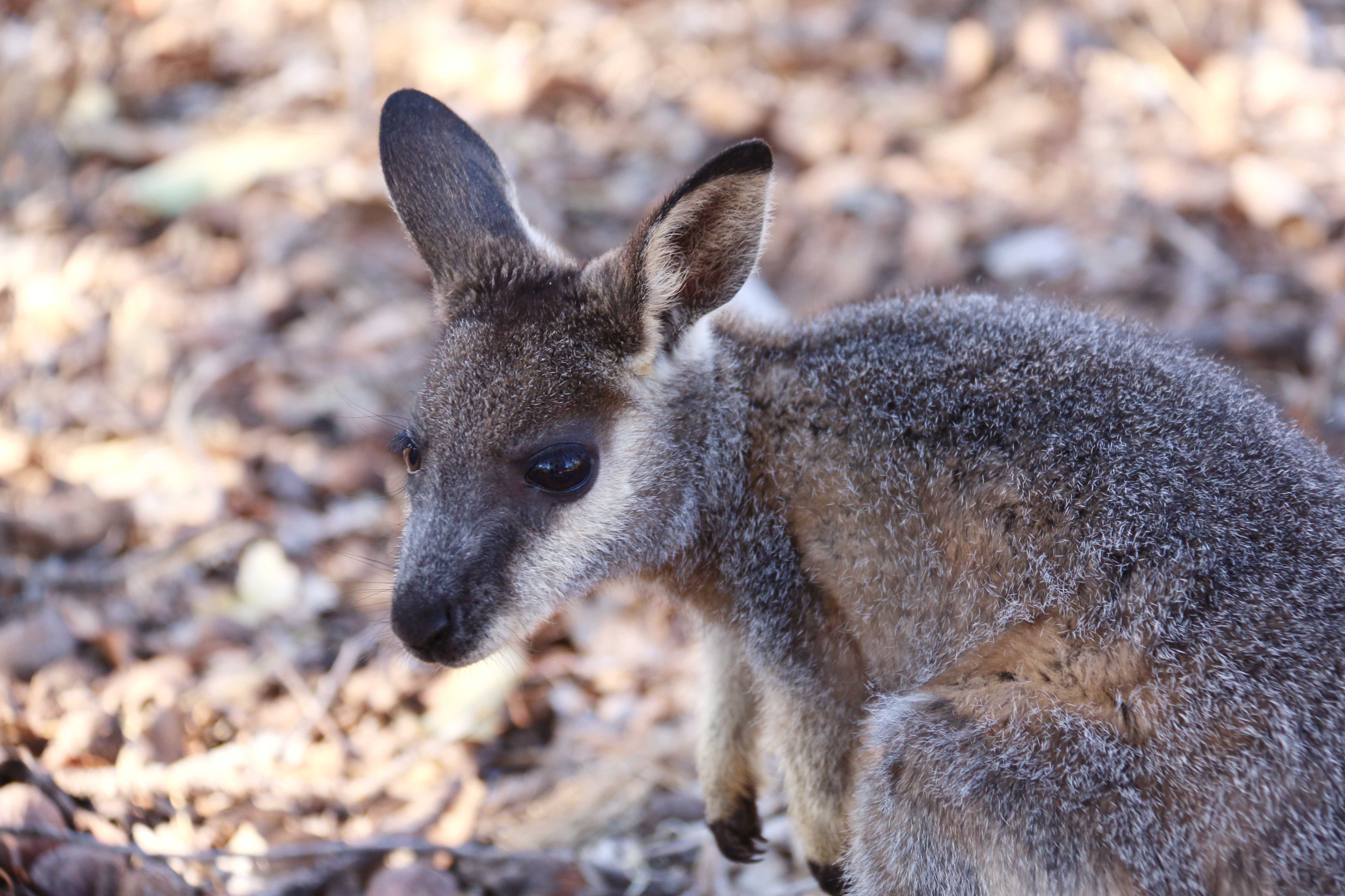 Fauna Mammals Black gloved wallaby Macropus irma 02 WEB }}