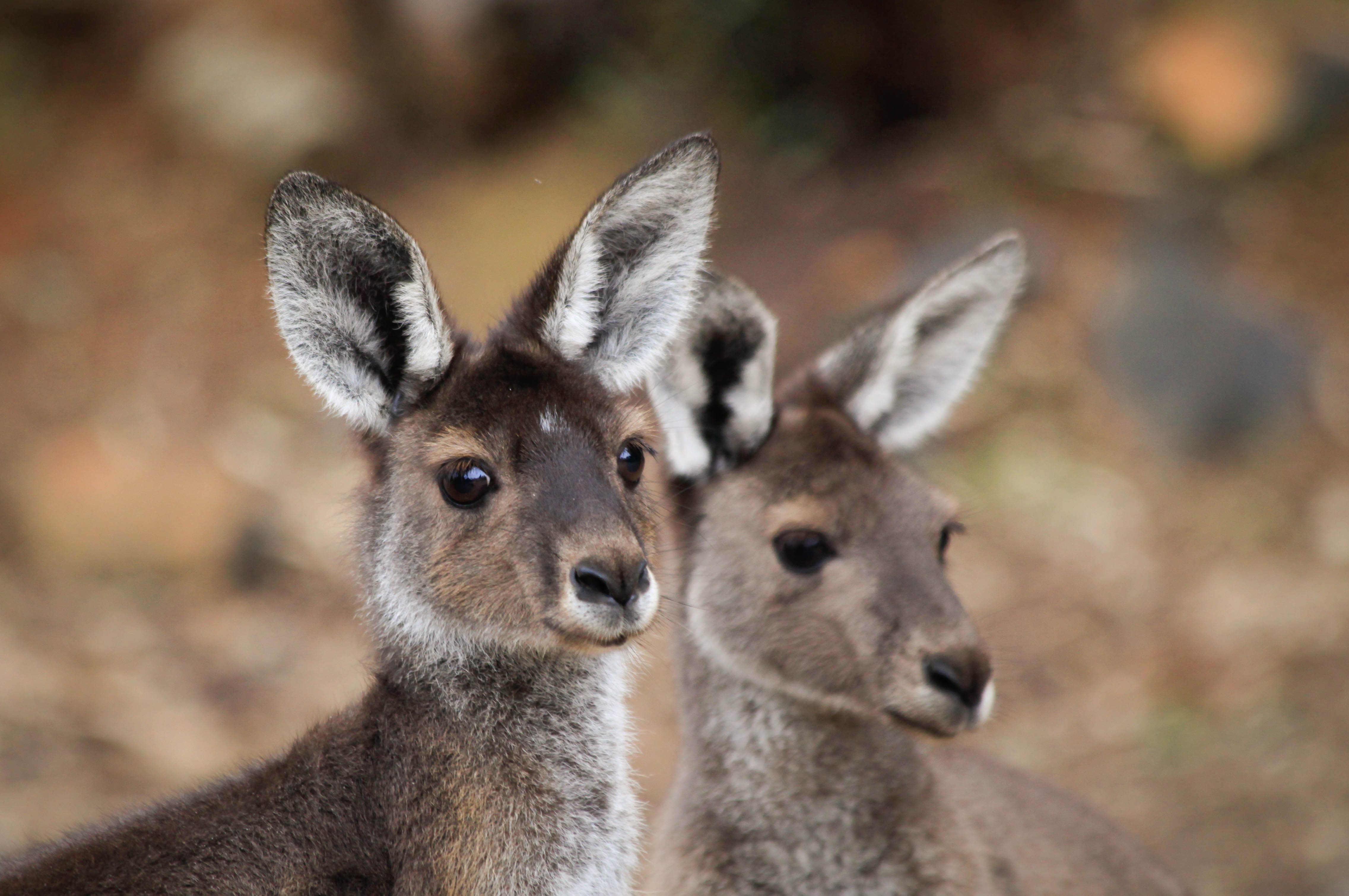 Fauna Mammals Western grey kangaroo Marcopus fuliginosus 01 WEB courtesy of Marc Russo }}
