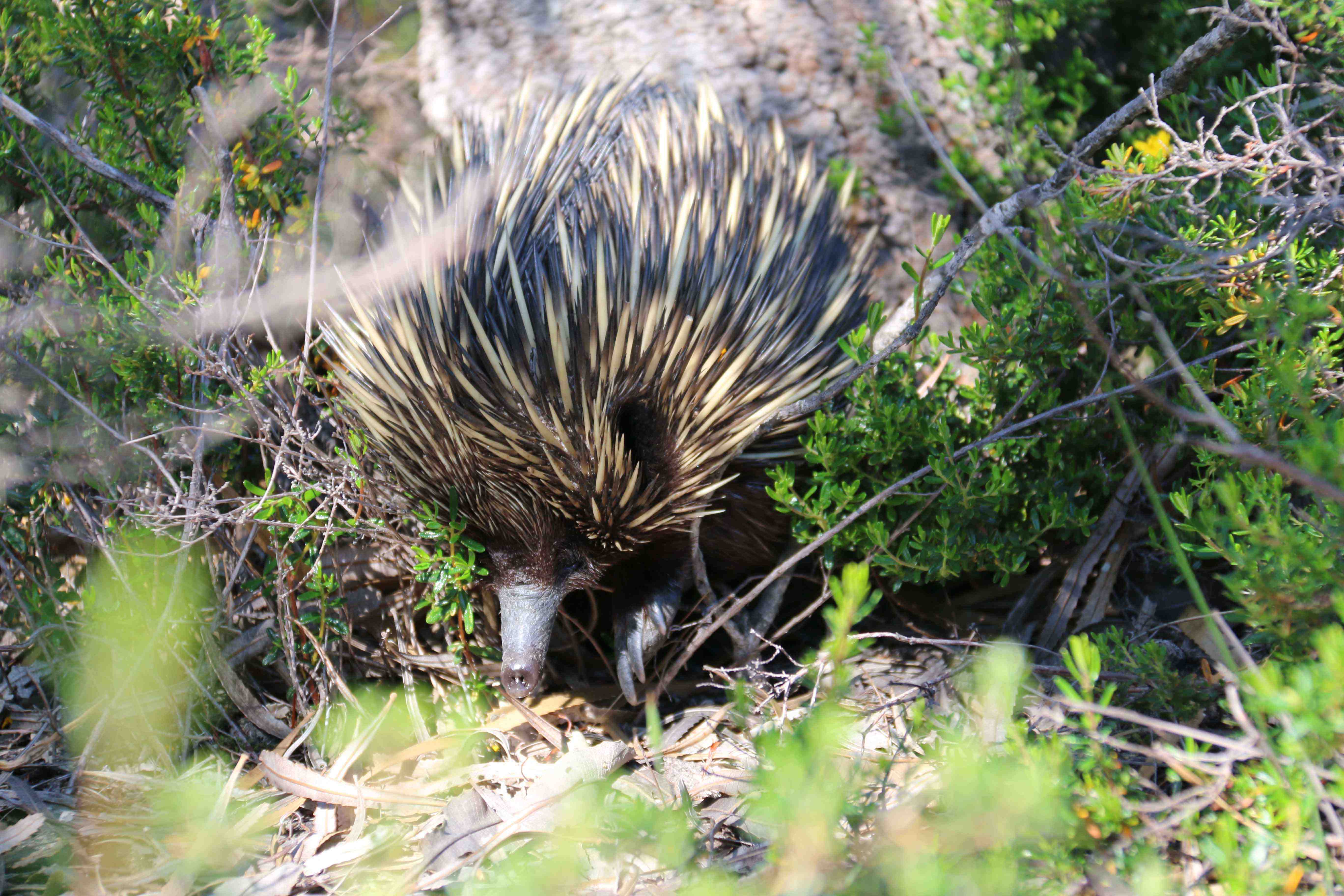 Fauna Mammals short beaked echidna Tachyglossus aculeatus daytime 02 WEB }}