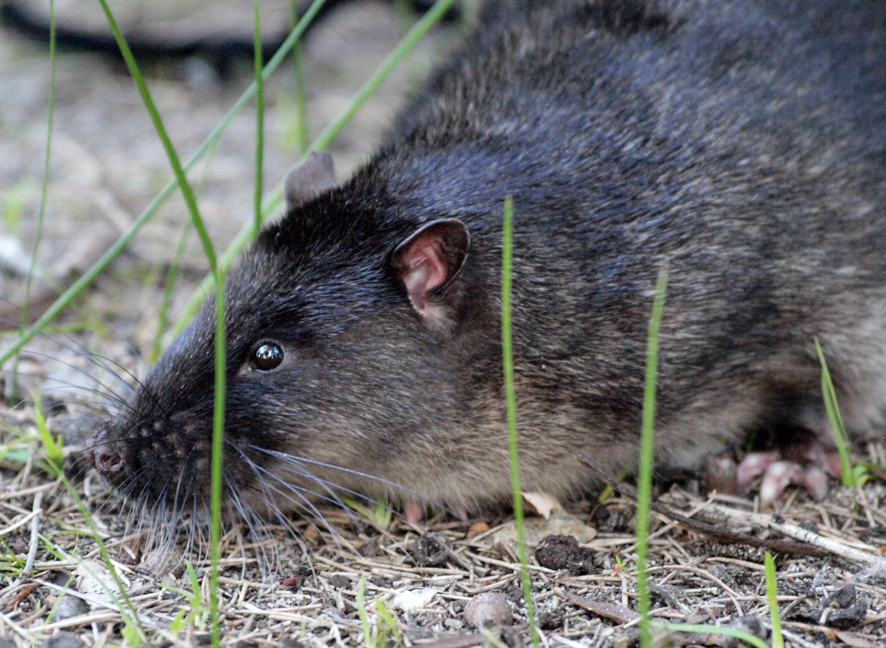 Rakali native water rat - WhitemanParkFauna }}