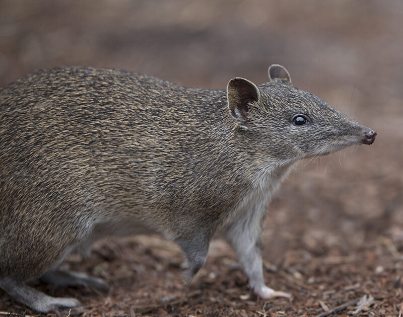 Quenda (courtesy Houndstooth Studio) - WhitemanParkFauna }}