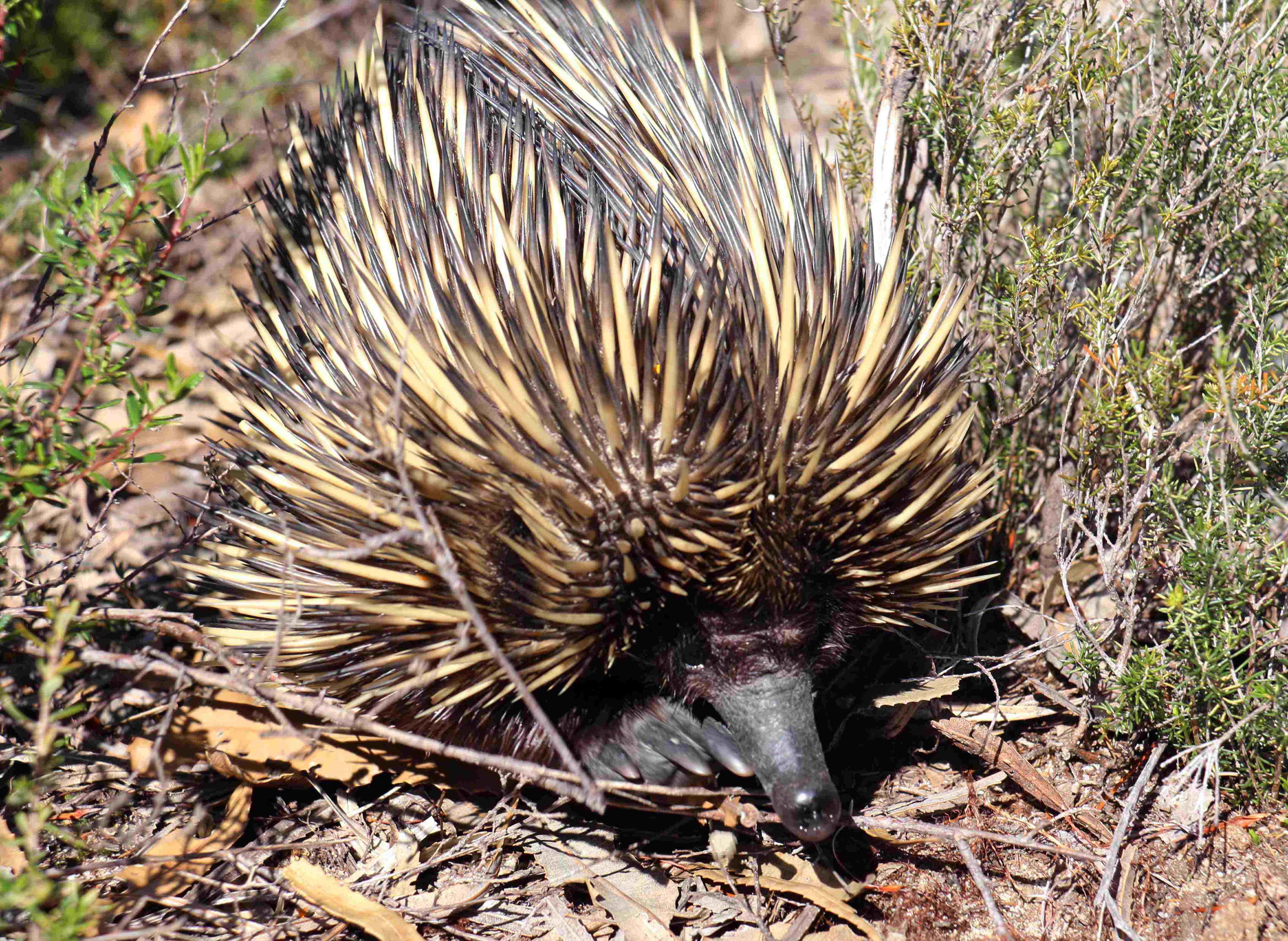short beaked echidna in bushland - WhitemanParkFauna }}