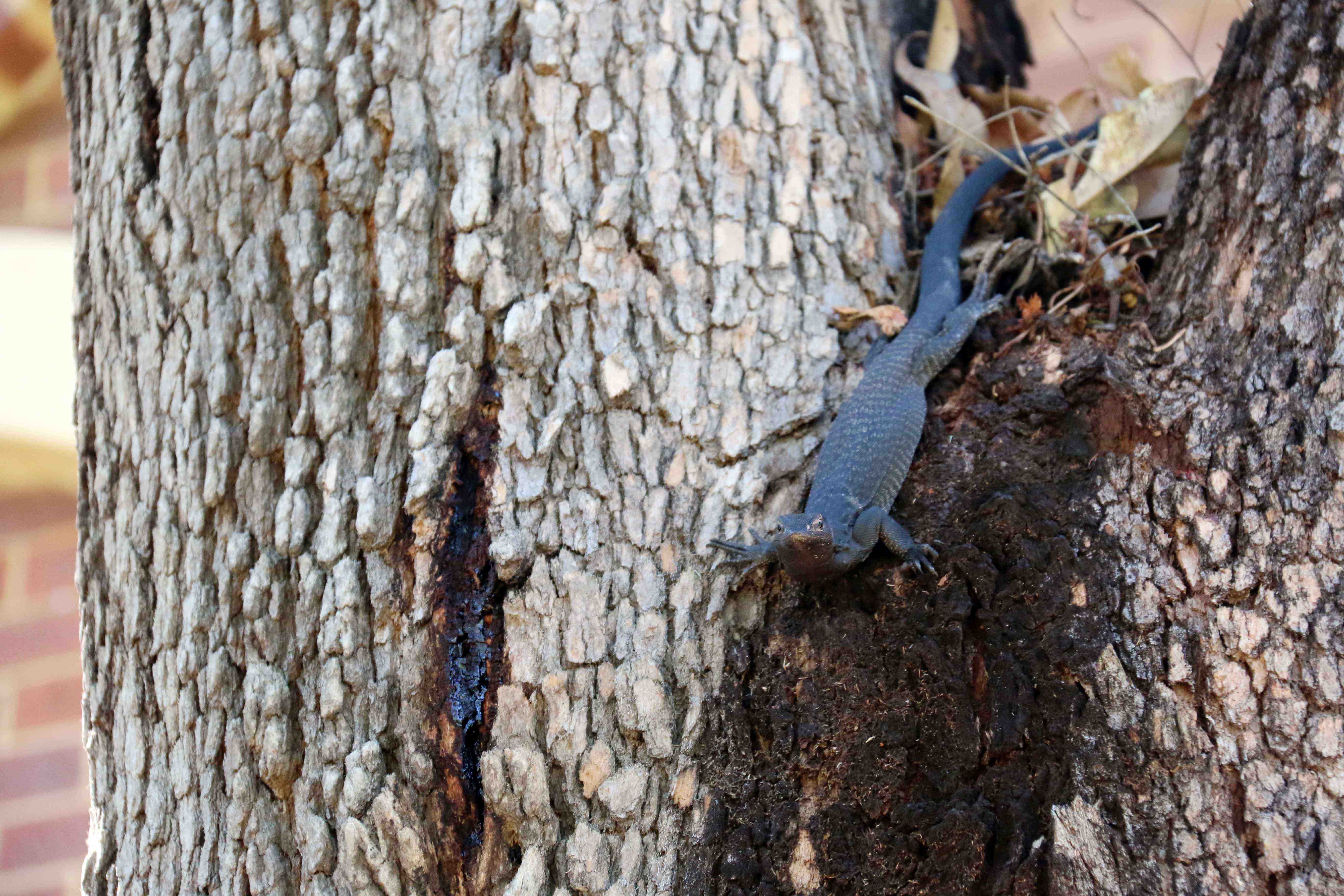 Fauna Repitlia Black tailed monitor Varanus tristis 06 WEB }}