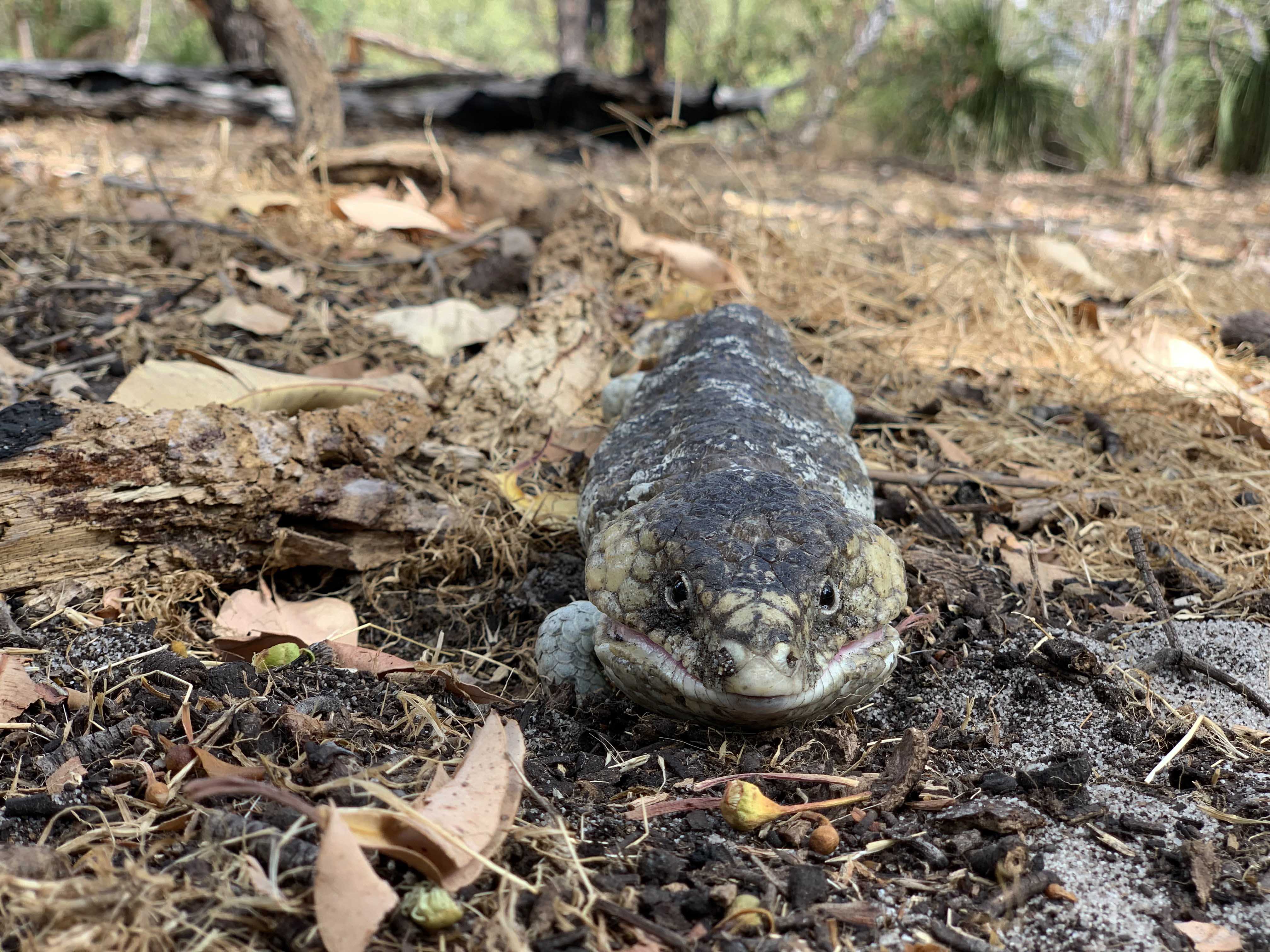 Fauna Repitlia Bobtail Tiliqua rugosa 01 WEB }}