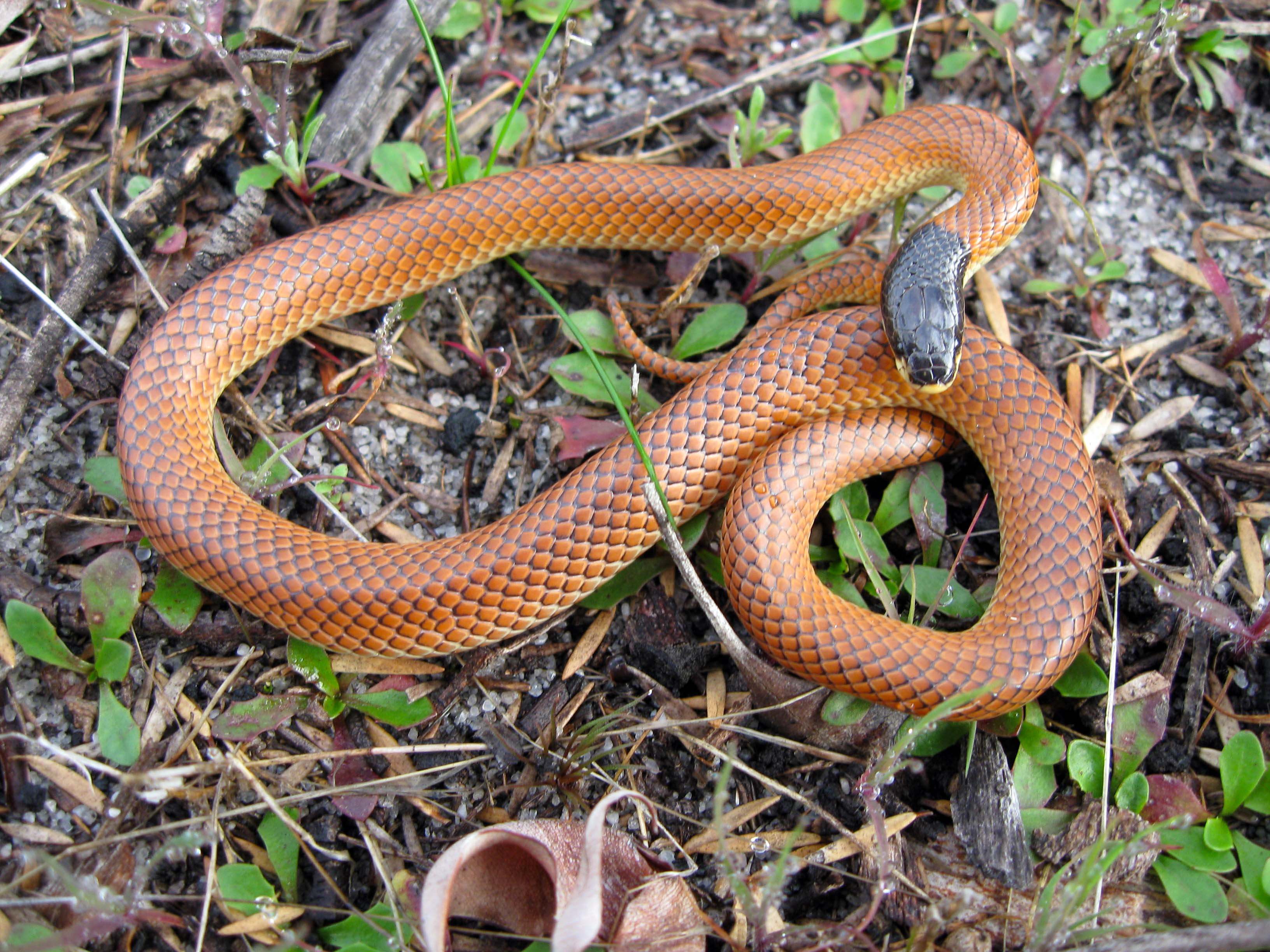 Fauna Reptilia Goulds Hooded Snake Rhinoplocephalus gouldii 01 courtesy of Ben de Haan WEB }}