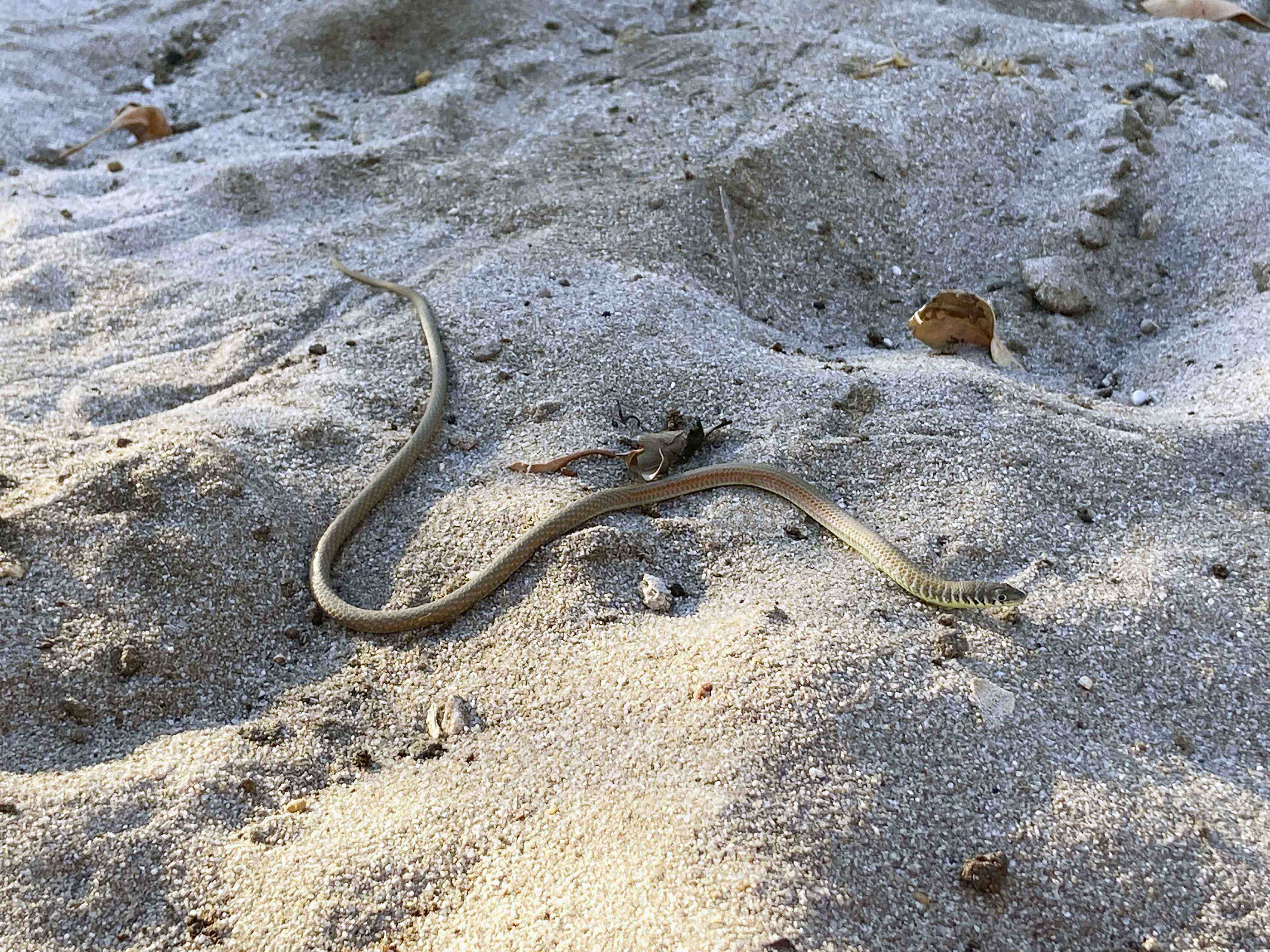 Fauna Reptilia Greys legless lizard Delma greyii 01 WEB }}