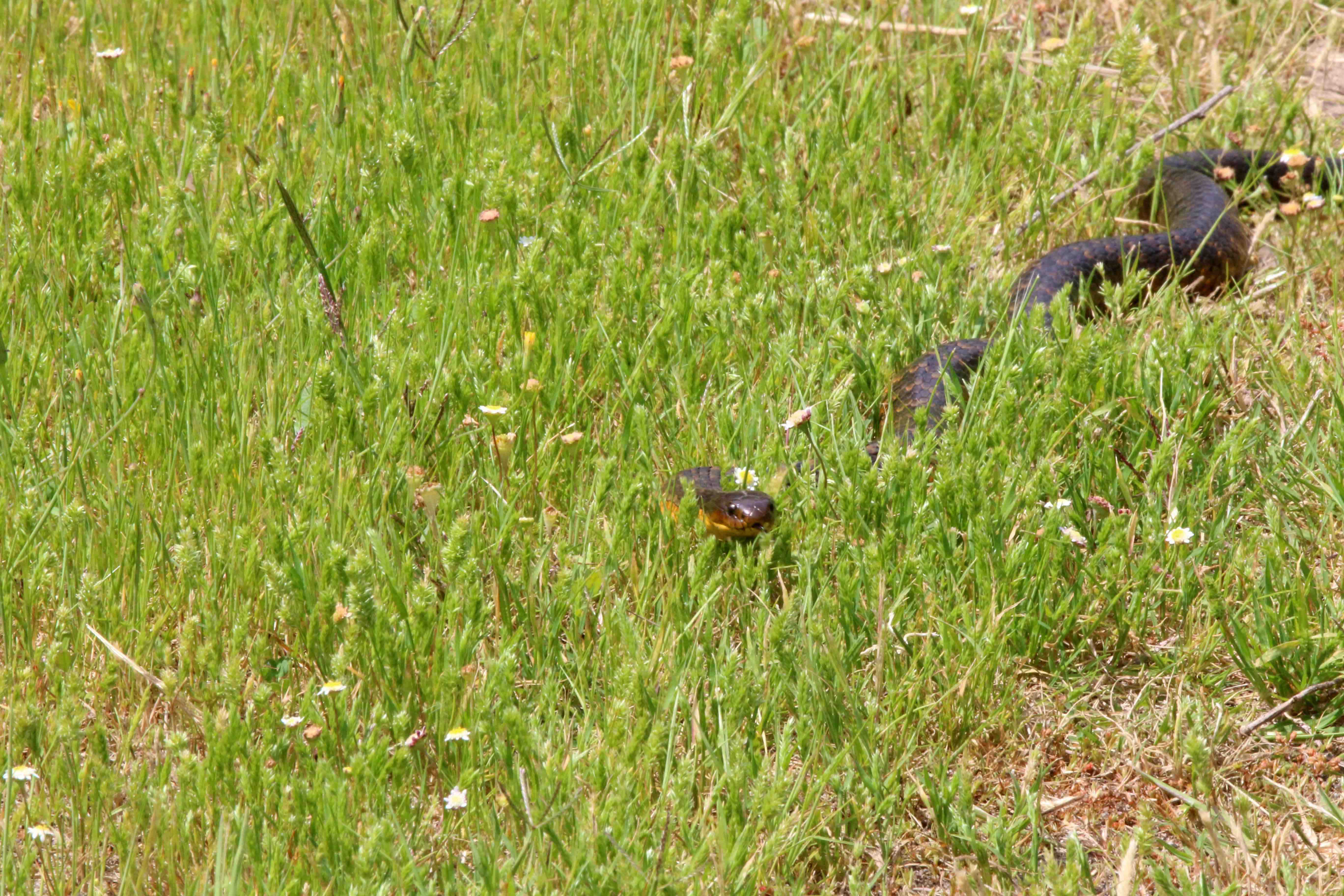 Fauna Reptilia Tiger snake Notechis scutatus 02 WEB }}