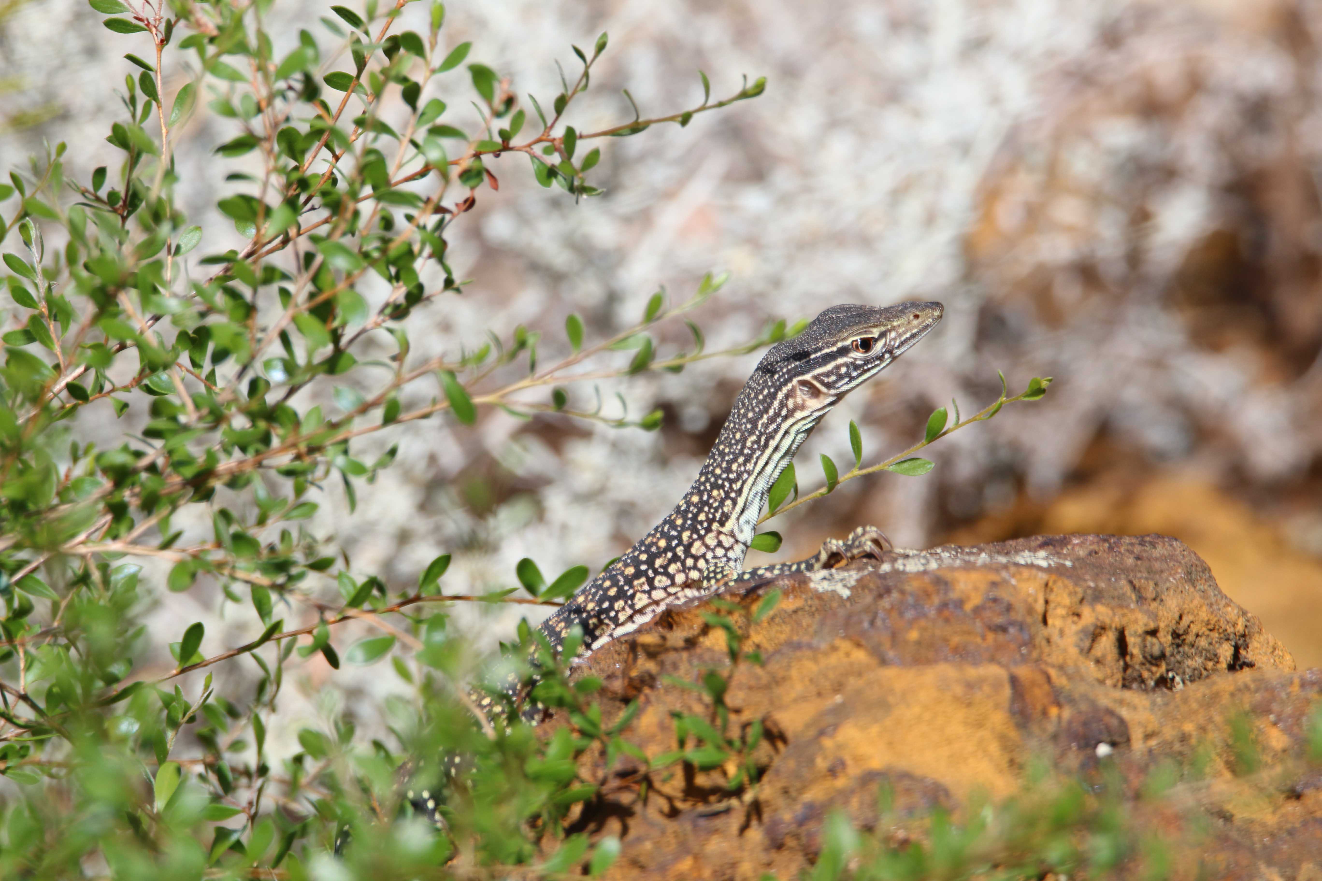 Fauna Reptilia kaarda sand goanna Varanus gouldii juvenile 02 WEB }}