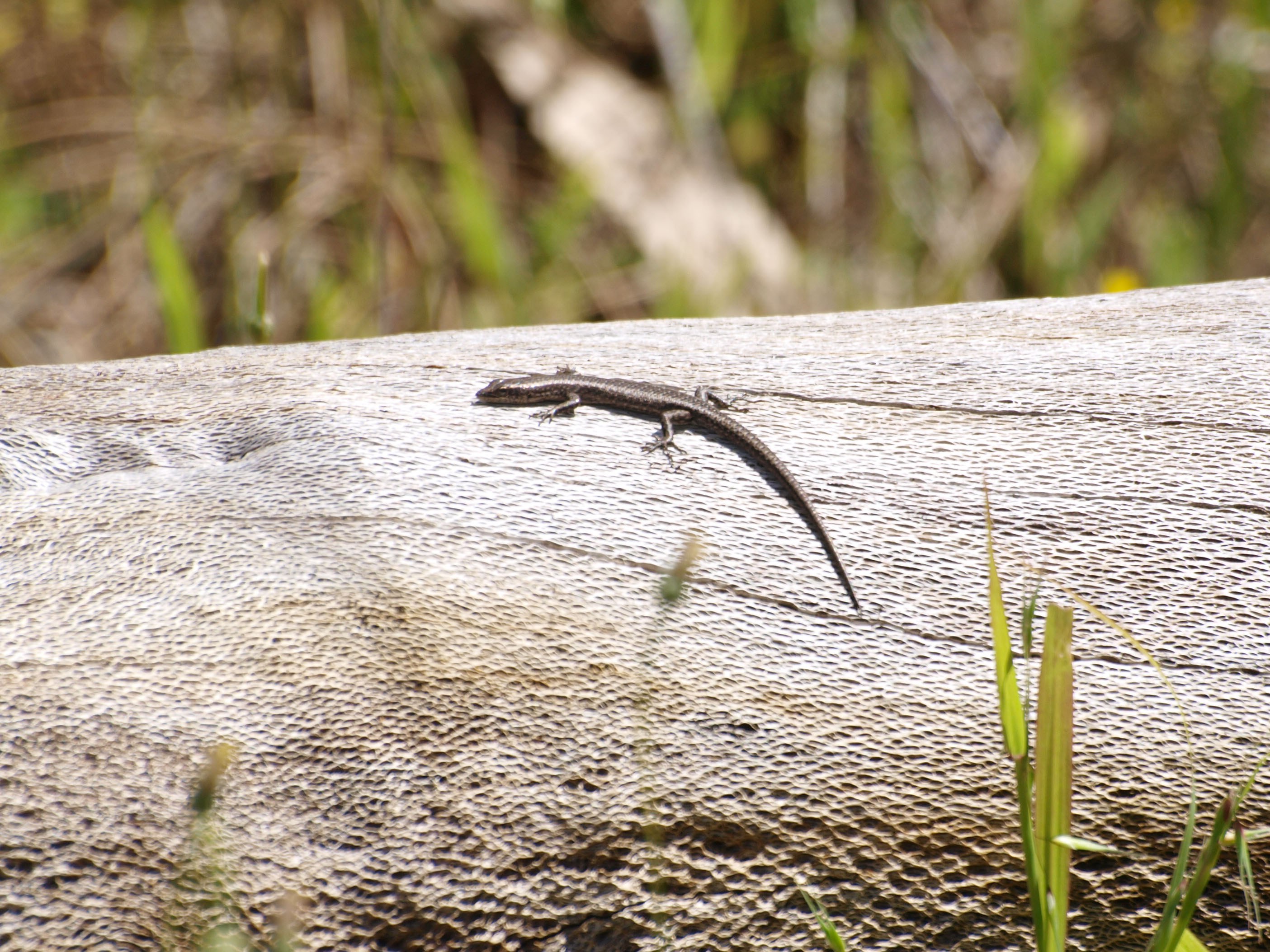 Fauna Reptilia skink 01 WEB }}