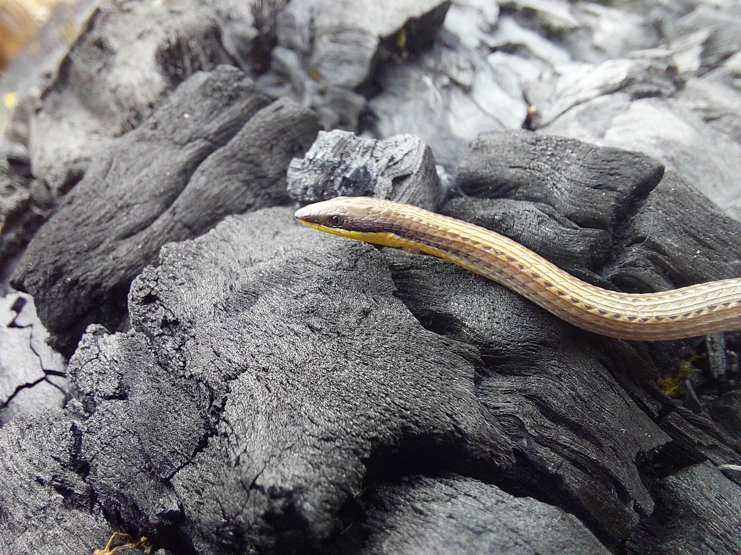 Fauna Reptilia slender slider Pletholax gracilis 01 WEB }}