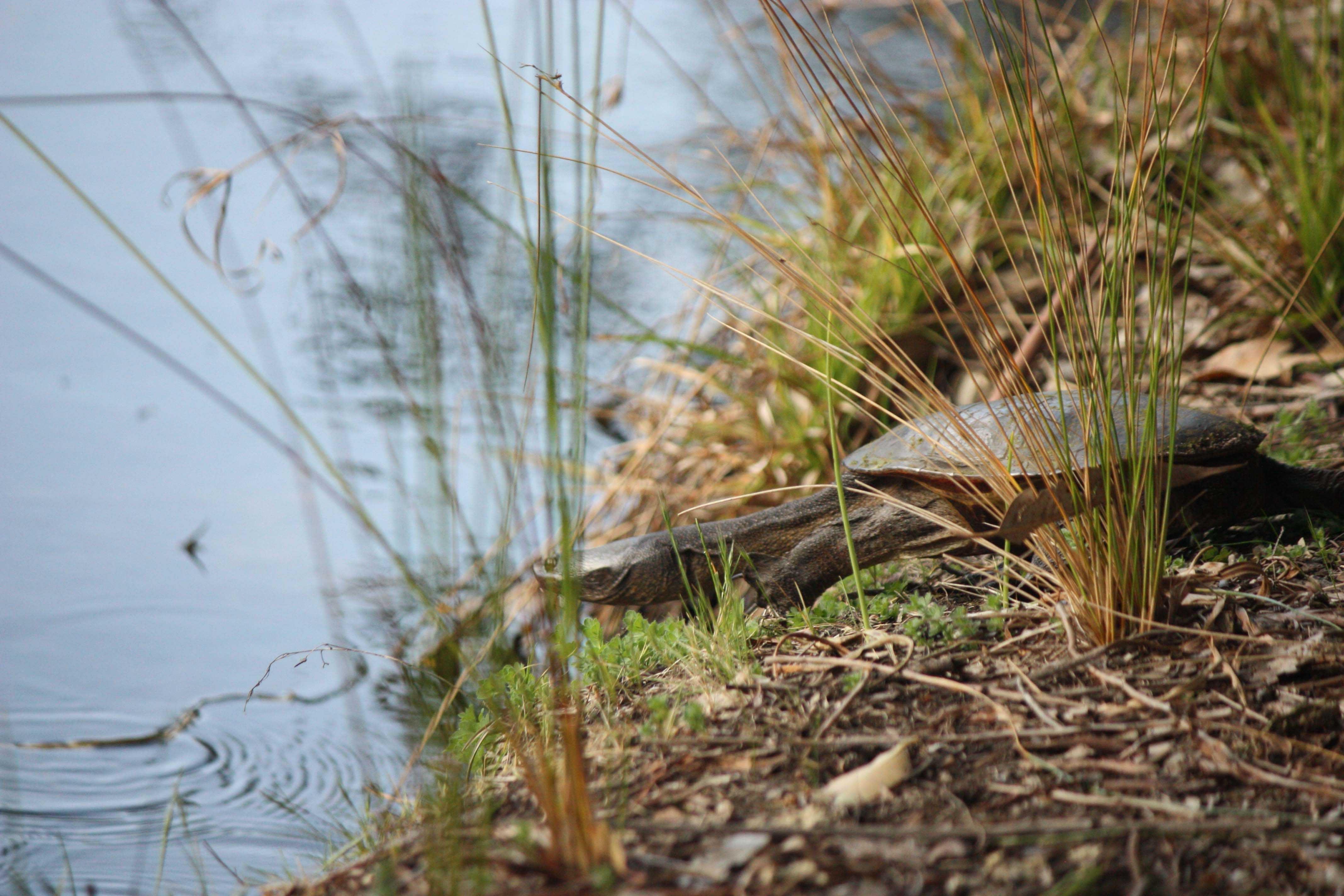 Fauna long necked turtle Chelodina oblonga diving in WEB }}