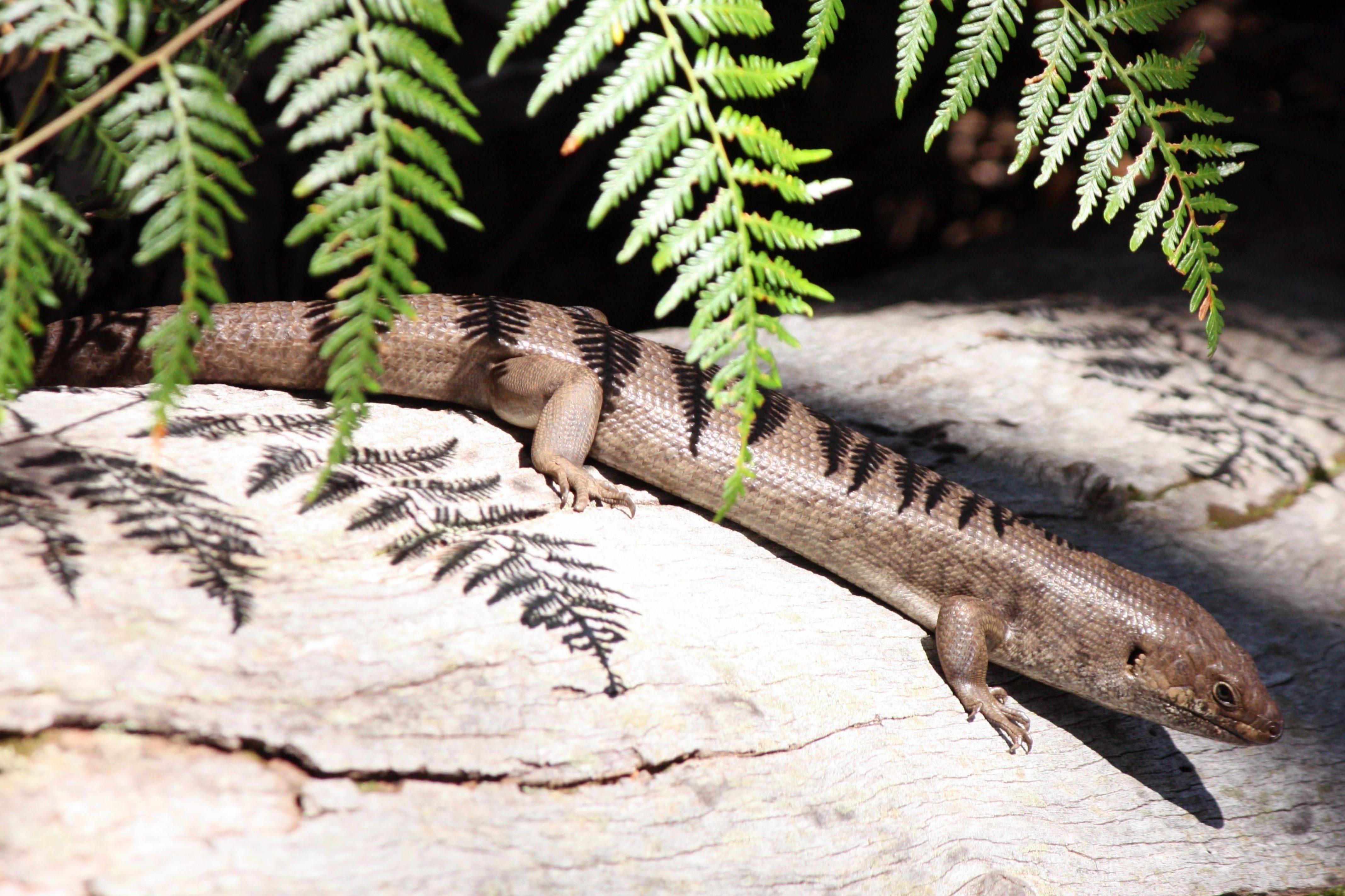 Fauna reptile King skink Egernia kingii }}