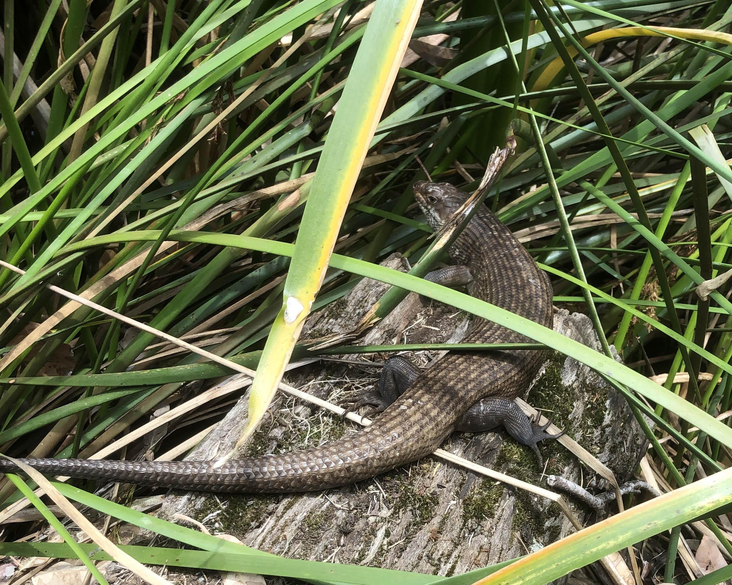 Whiteman Park fauna Reptilia king skink Egernia kingii 01 WEB }}