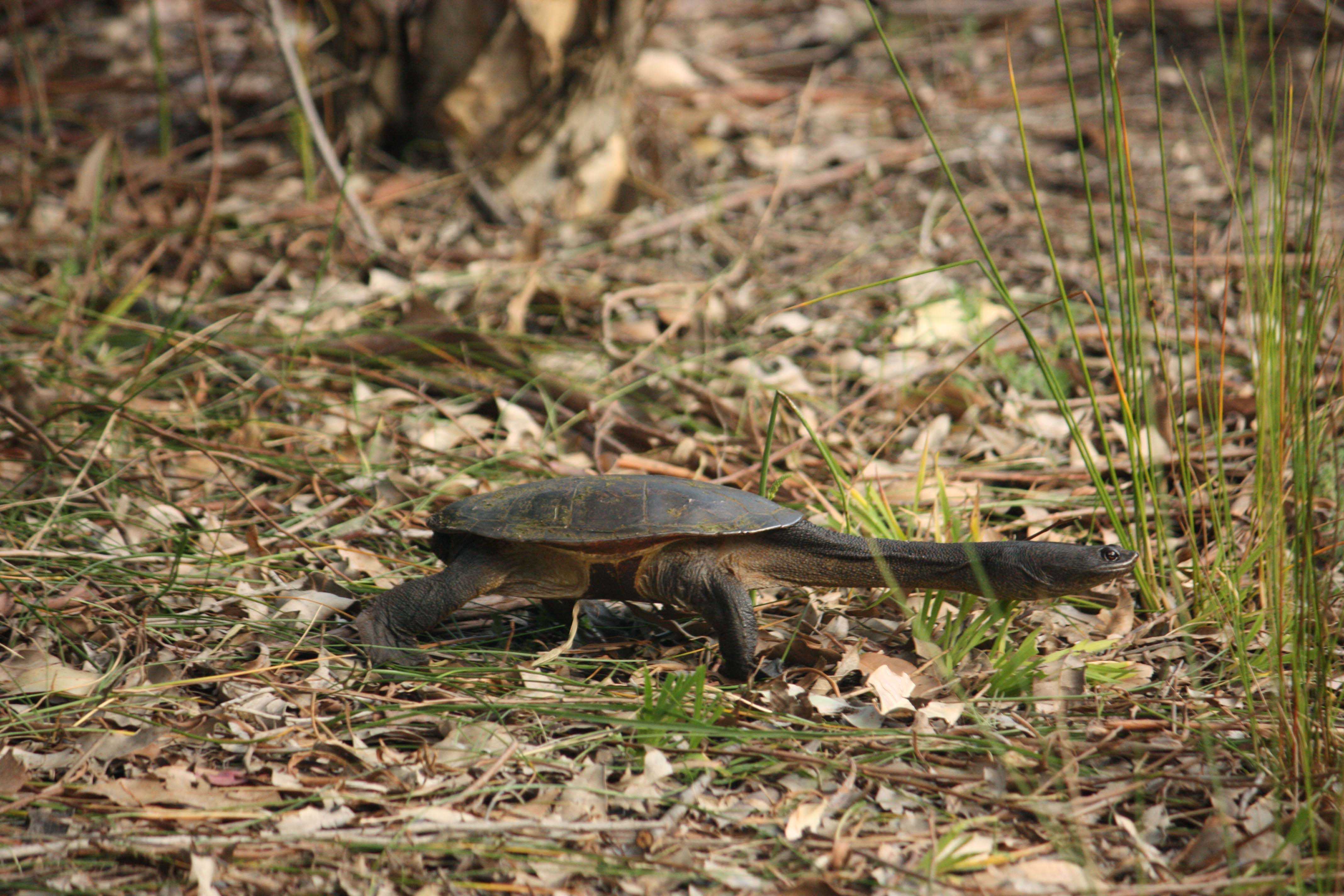 Whiteman Park fauna Reptilia long necked turtle Chelodina oblonga 01 WEB }}