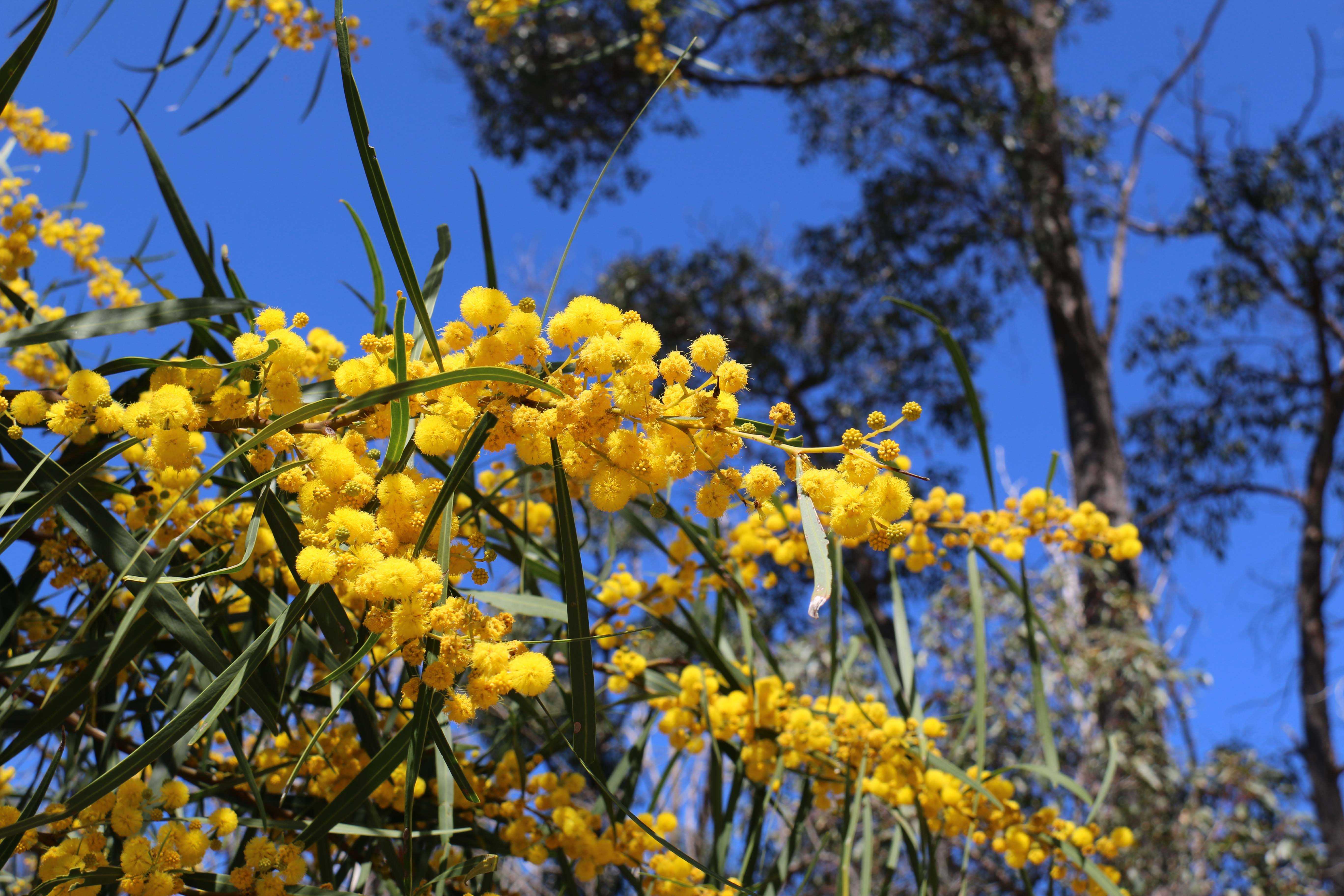 Acacia saligna orange wattle 08 WEB BANNER }}