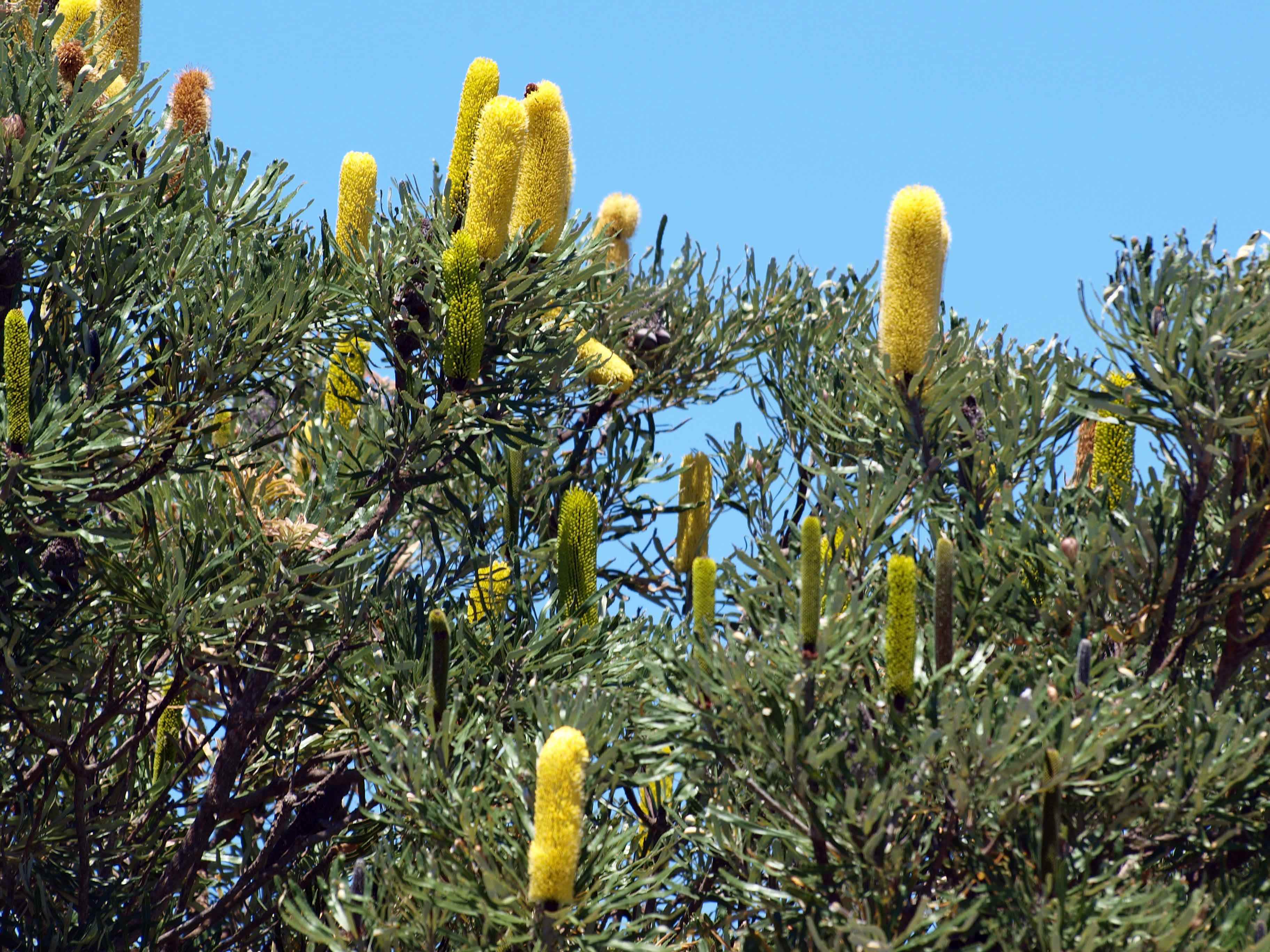 Banksia attenuata candlestick banksia 01 WEB }}