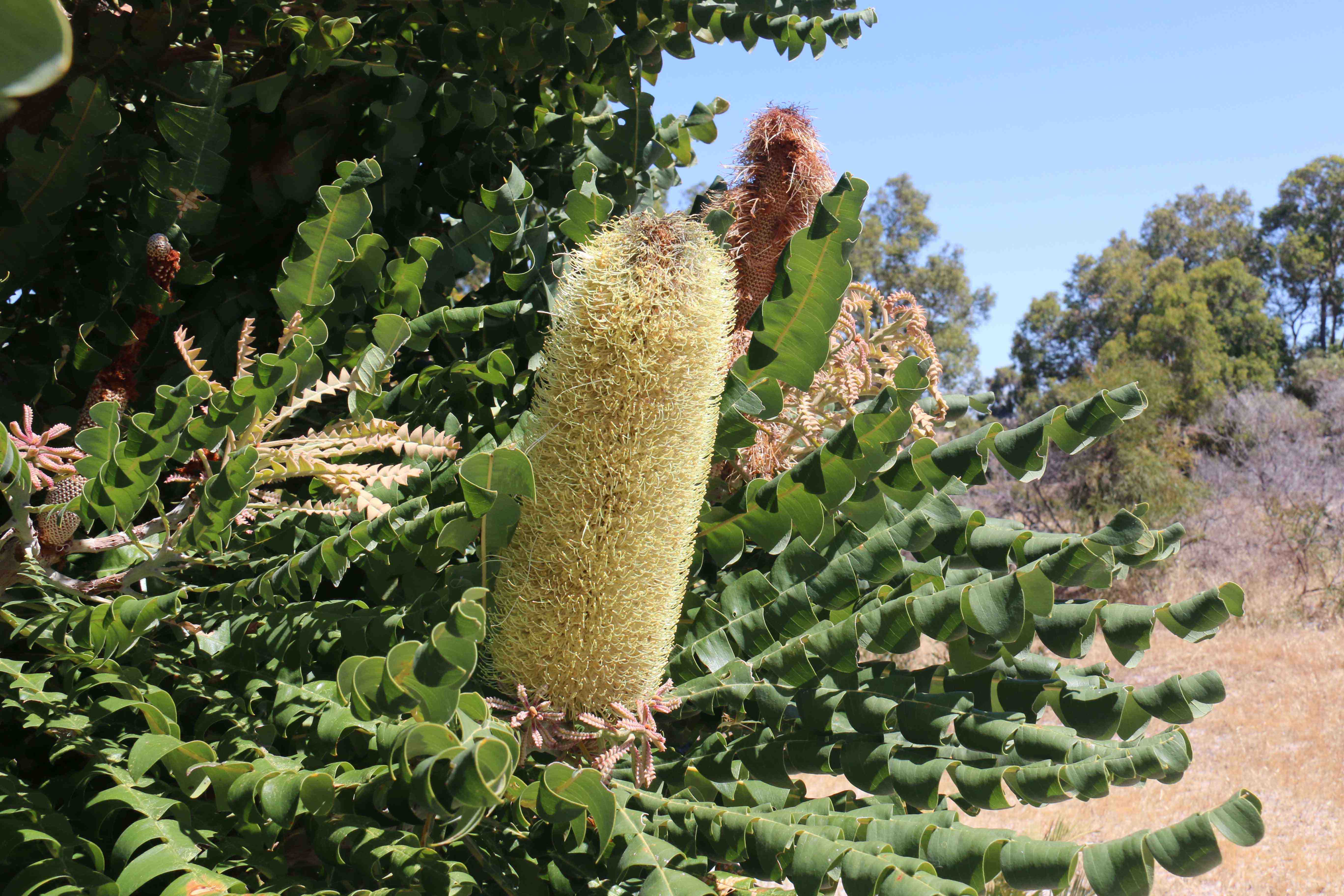 Banksia grandis bull banksia flower 01 WEB }}