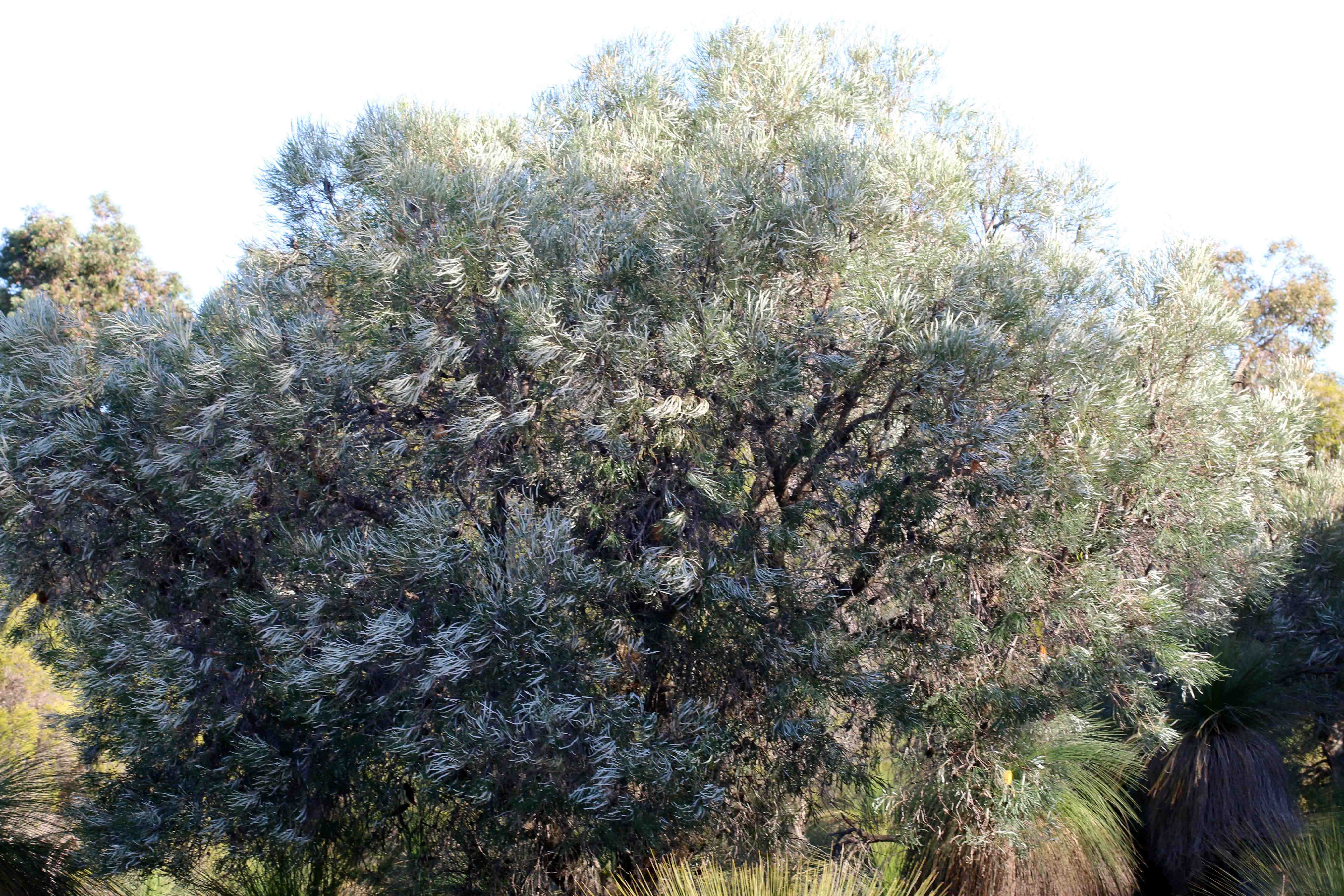 Banksia littoralis swamp banksia tree 02 WEB BANNER }}